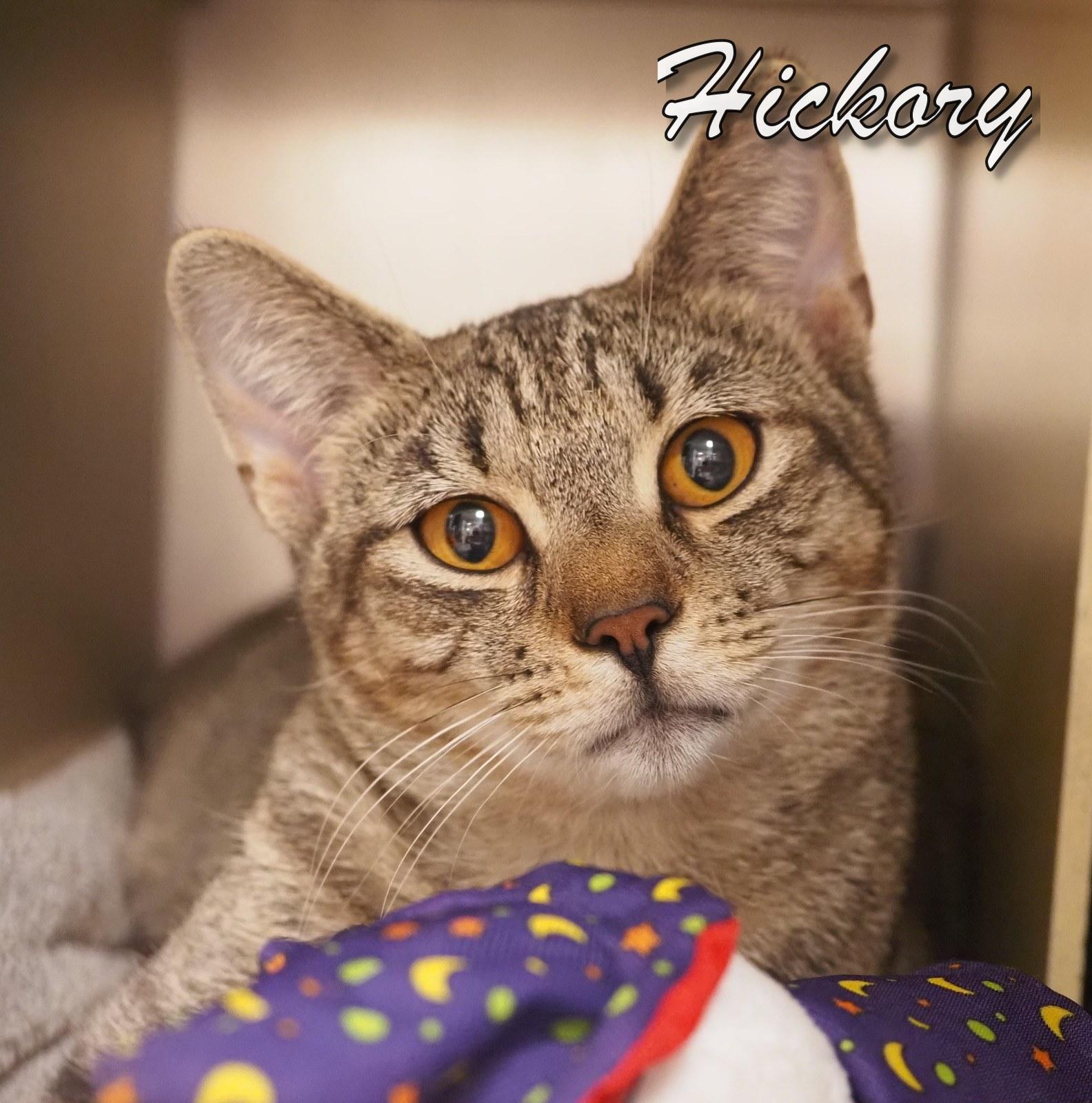 Hickory, adopted, Young Male Tiger.