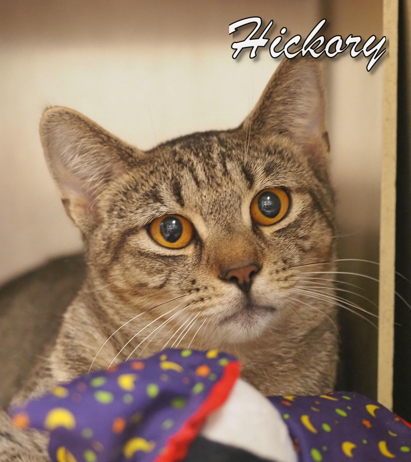 Enlarge Hickory, an adopted Tiger in Cape May Court House, NJ image 2/3