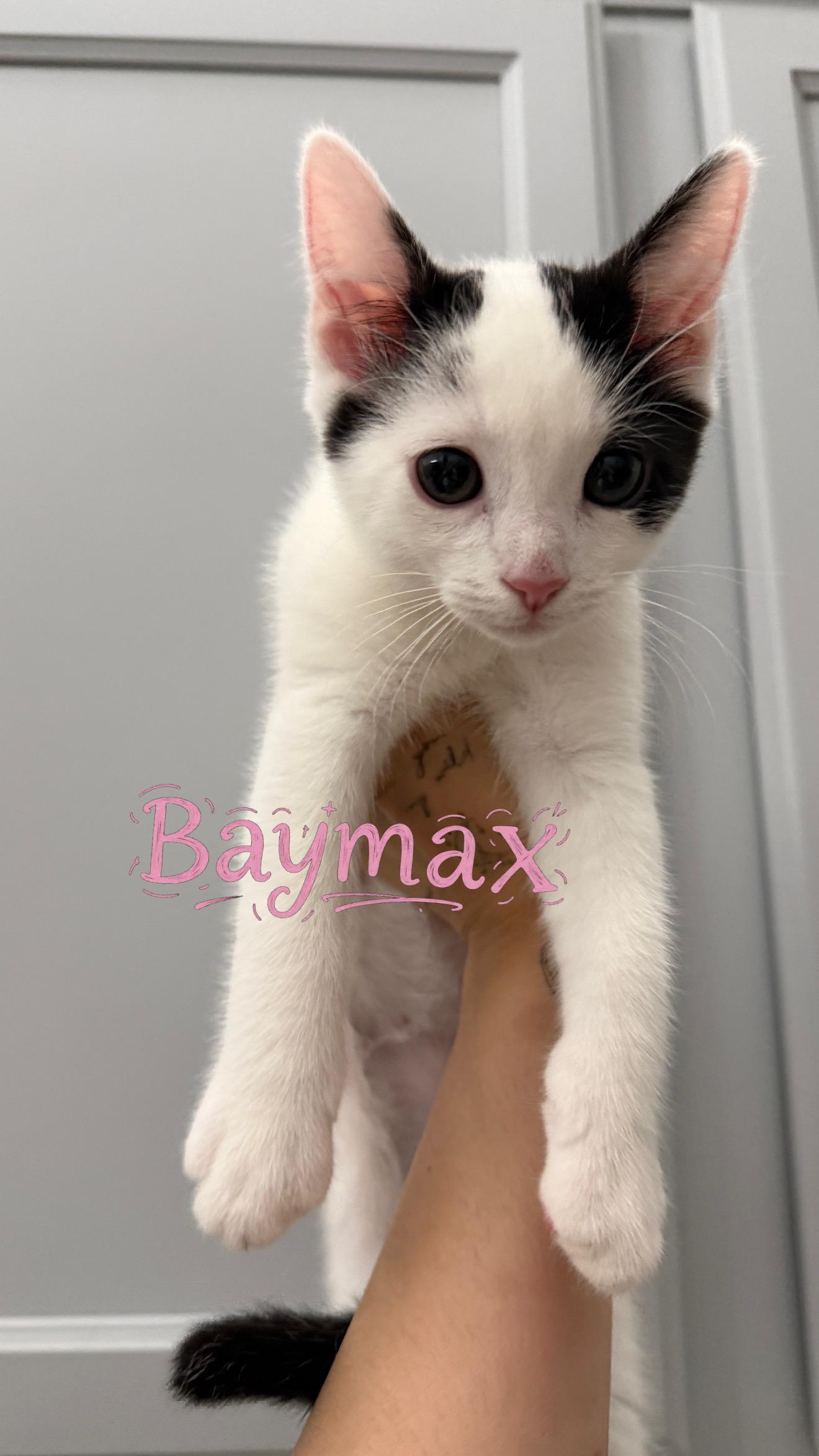 Enlarge Baymax, an adopted Domestic Short Hair in Chandler, AZ image 1/1