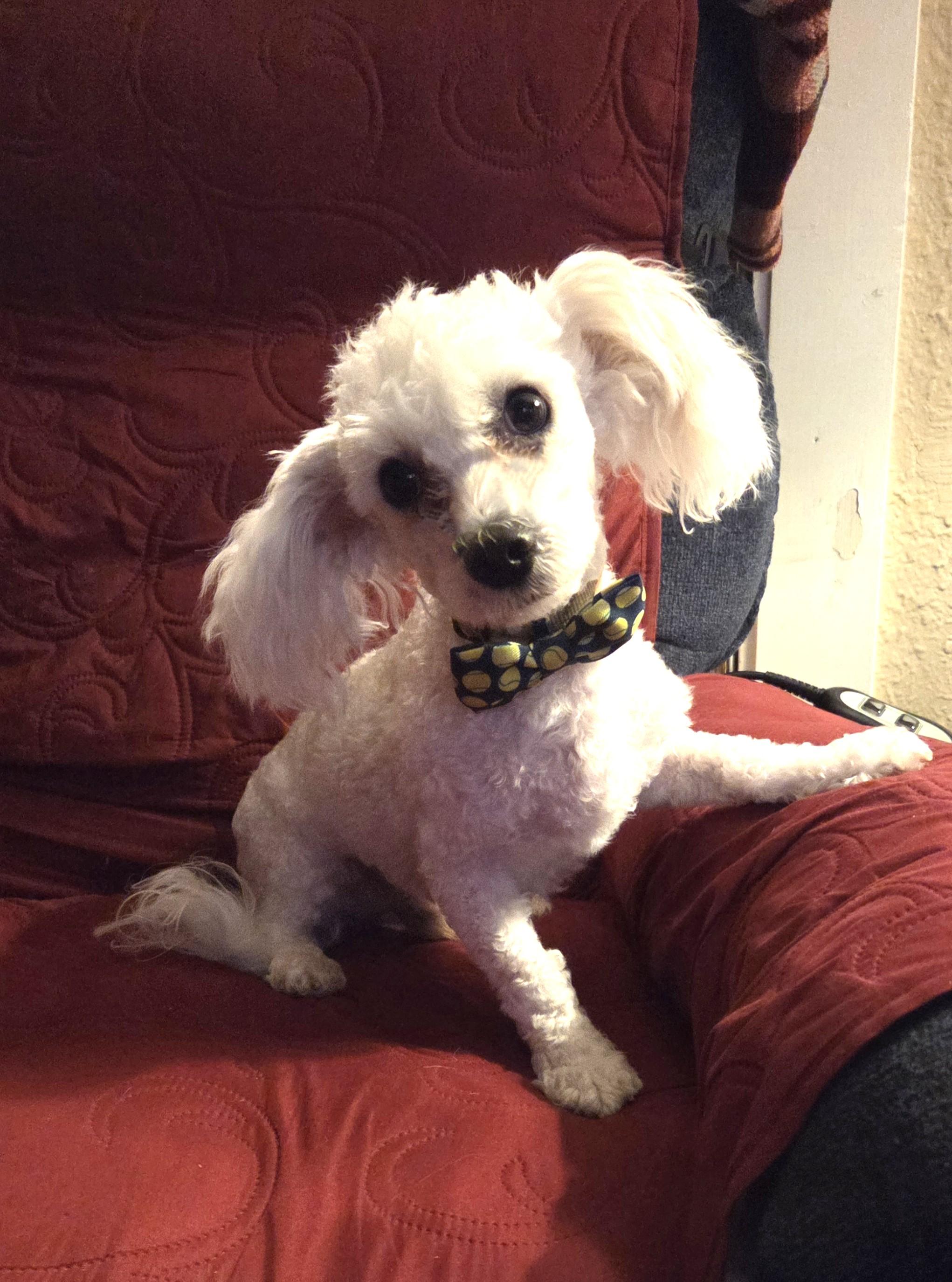 Enlarge Willie Nelson, a ADOPTABLE Miniature Poodle in Oakdale, CA image 1/2