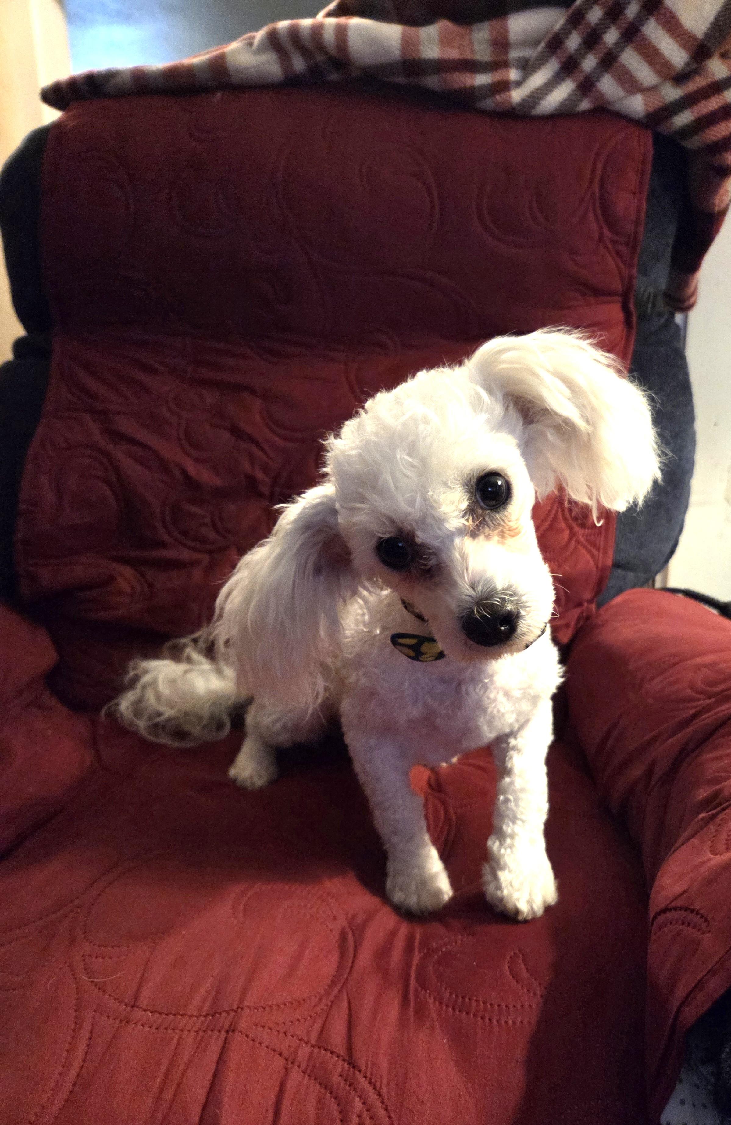 Enlarge Willie Nelson, a ADOPTABLE Miniature Poodle in Oakdale, CA image 2/2
