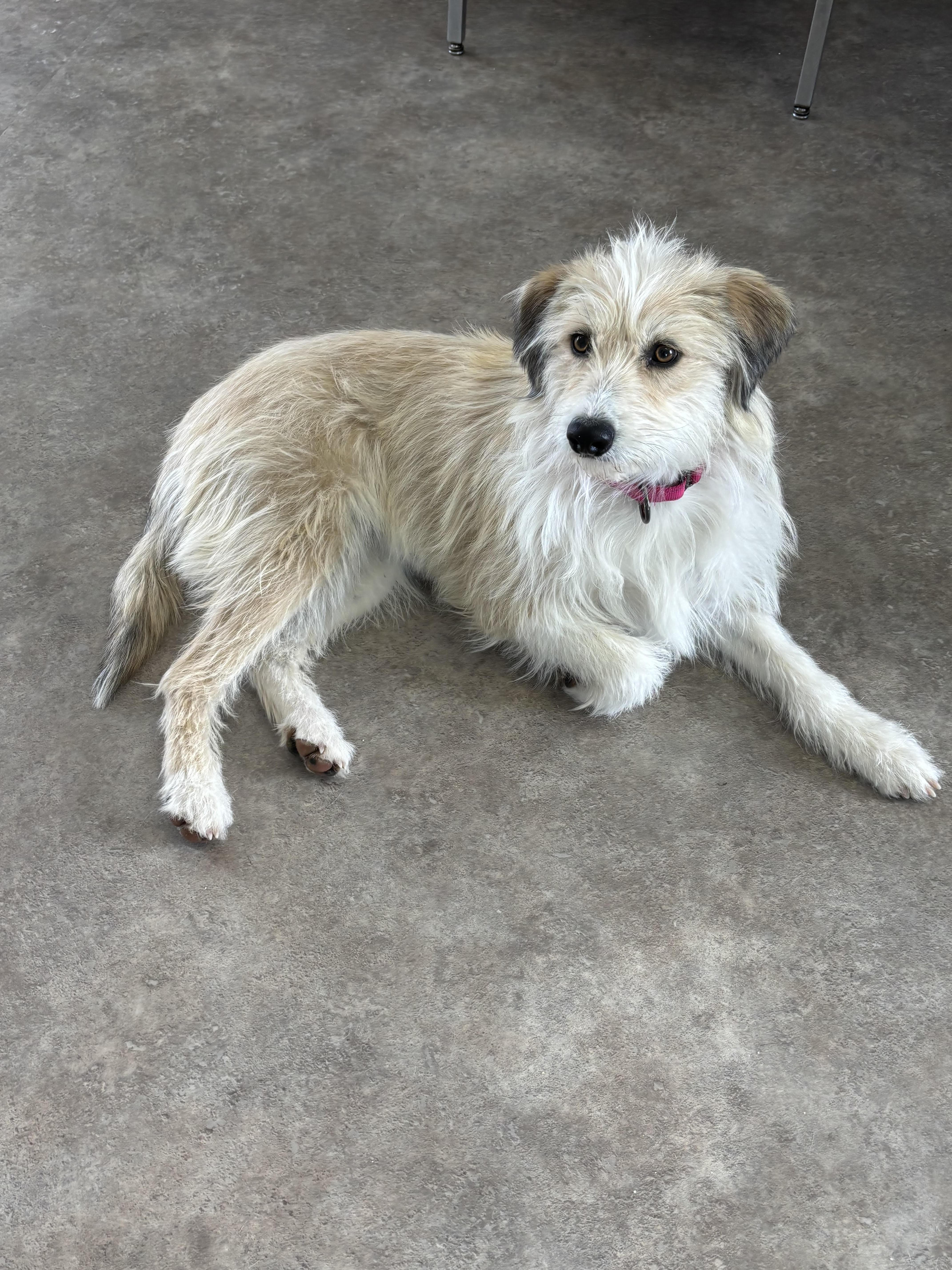 Winnie, ADOPTABLE, Adult Female Mixed Breed.