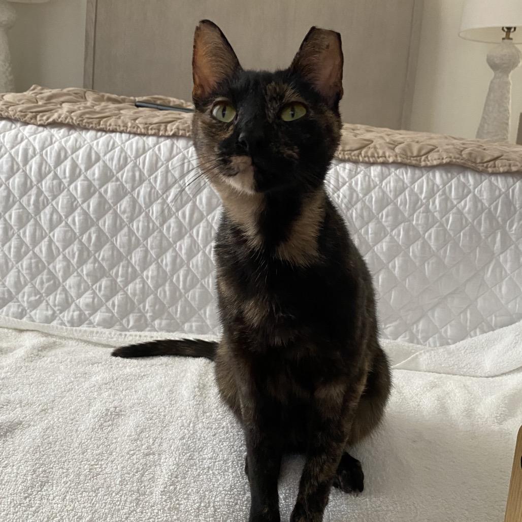 Sissy, Adoptable, Adult Female American Shorthair & American Shorthair.