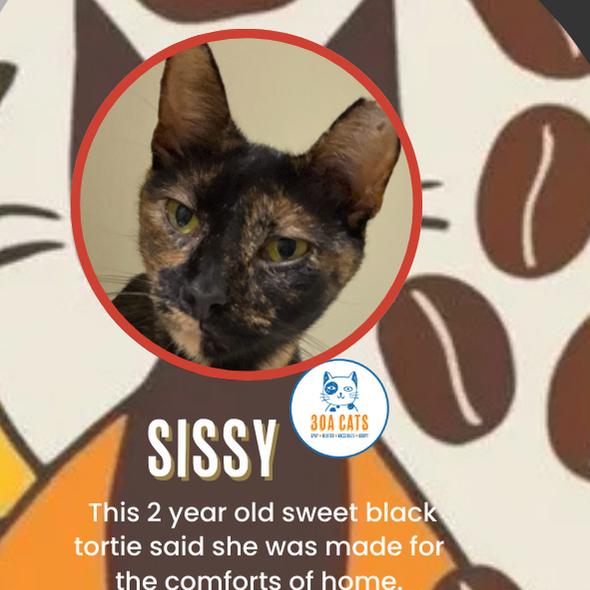 Enlarge Sissy, a Adoptable mixed breed in SANTA ROSA BEACH, FL image 2/6