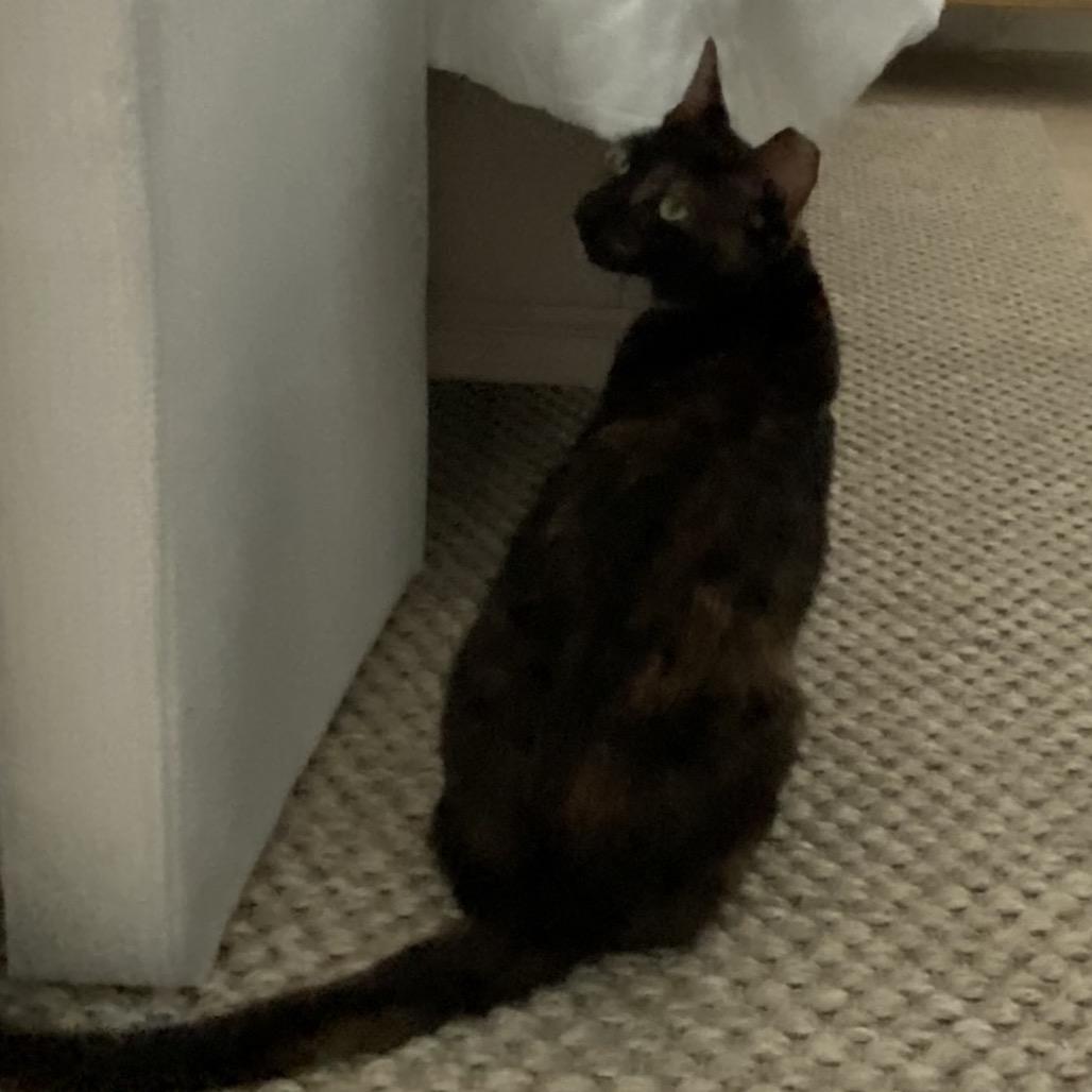 Enlarge Sissy, a Adoptable mixed breed in SANTA ROSA BEACH, FL image 4/6