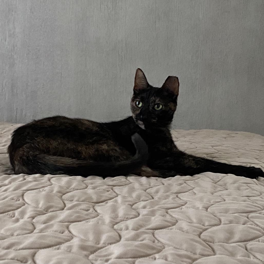 Enlarge Sissy, a Adoptable mixed breed in SANTA ROSA BEACH, FL image 5/6