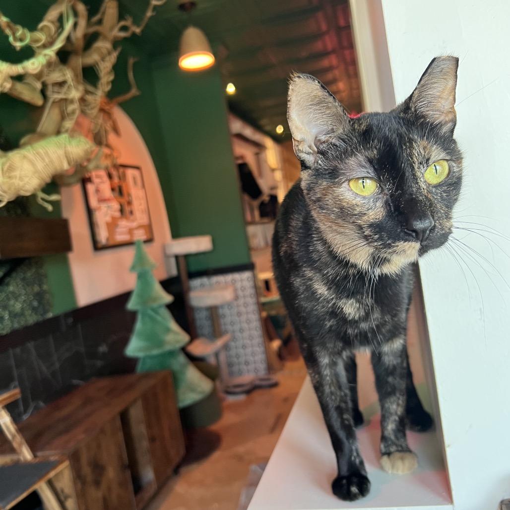 Enlarge Sissy, a Adoptable mixed breed in SANTA ROSA BEACH, FL image 6/6