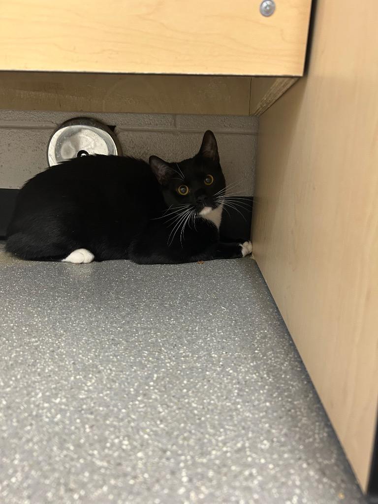 Shadow, Adoptable, Young Male Domestic Short Hair.