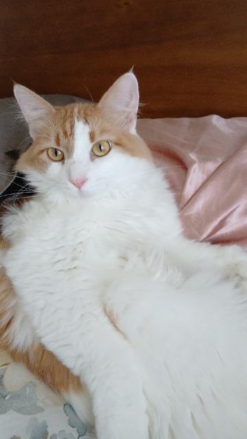 Enlarge Joseph, a Adoptable Maine Coon in Fayetteville, AR image 1/1