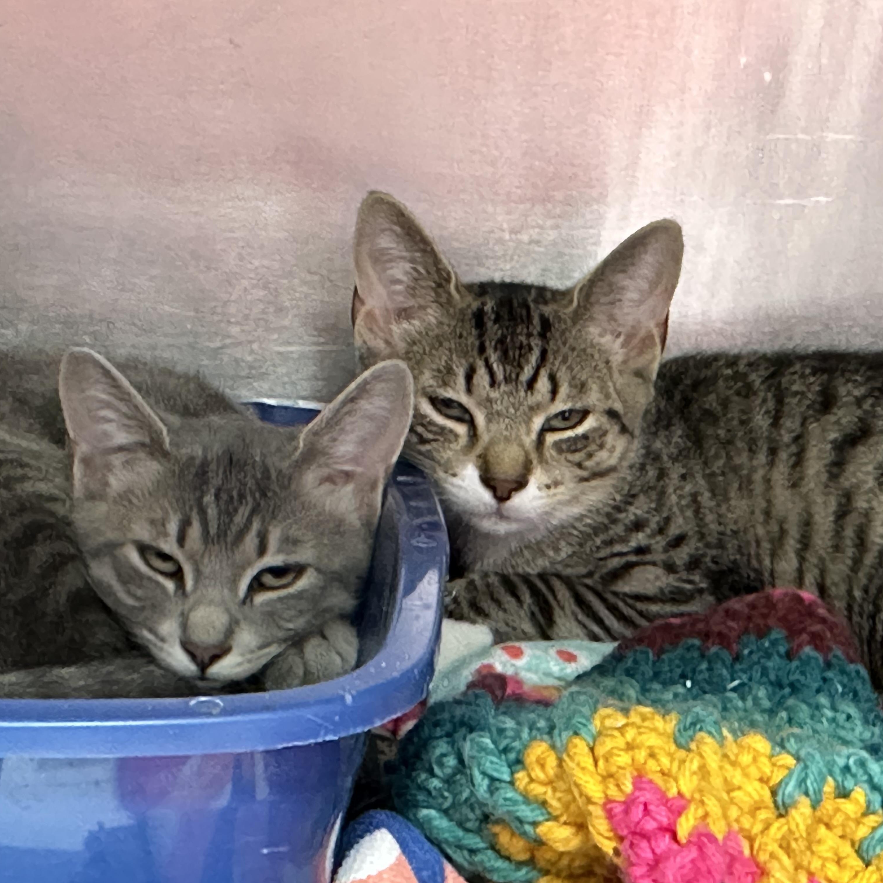 Octavia & Nero, a ADOPTABLE Domestic Short Hair in Clifton, NJ image 2/5