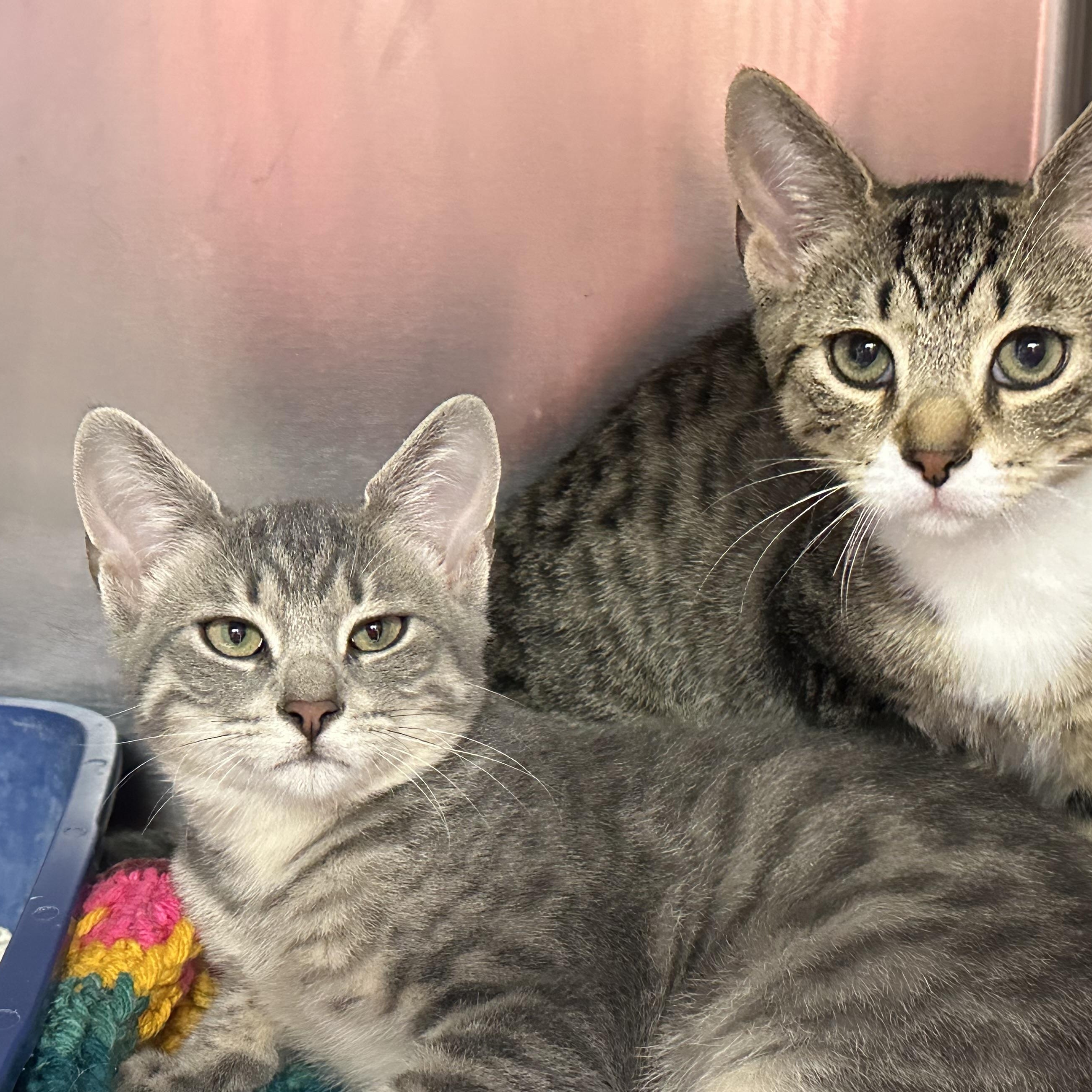 Octavia & Nero, ADOPTABLE, Kitten Female Domestic Short Hair.