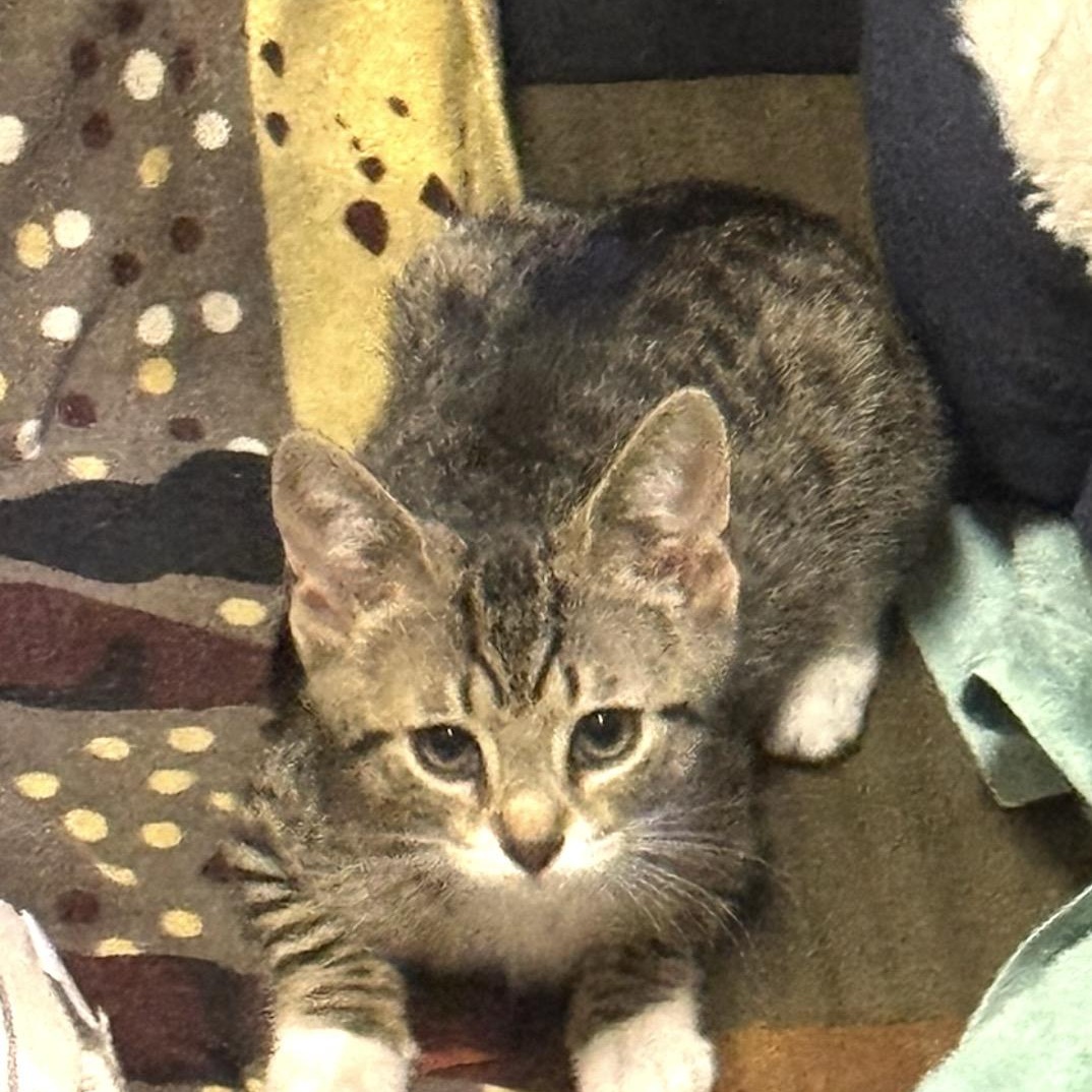 Octavia & Nero, a ADOPTABLE Domestic Short Hair in Clifton, NJ image 4/5