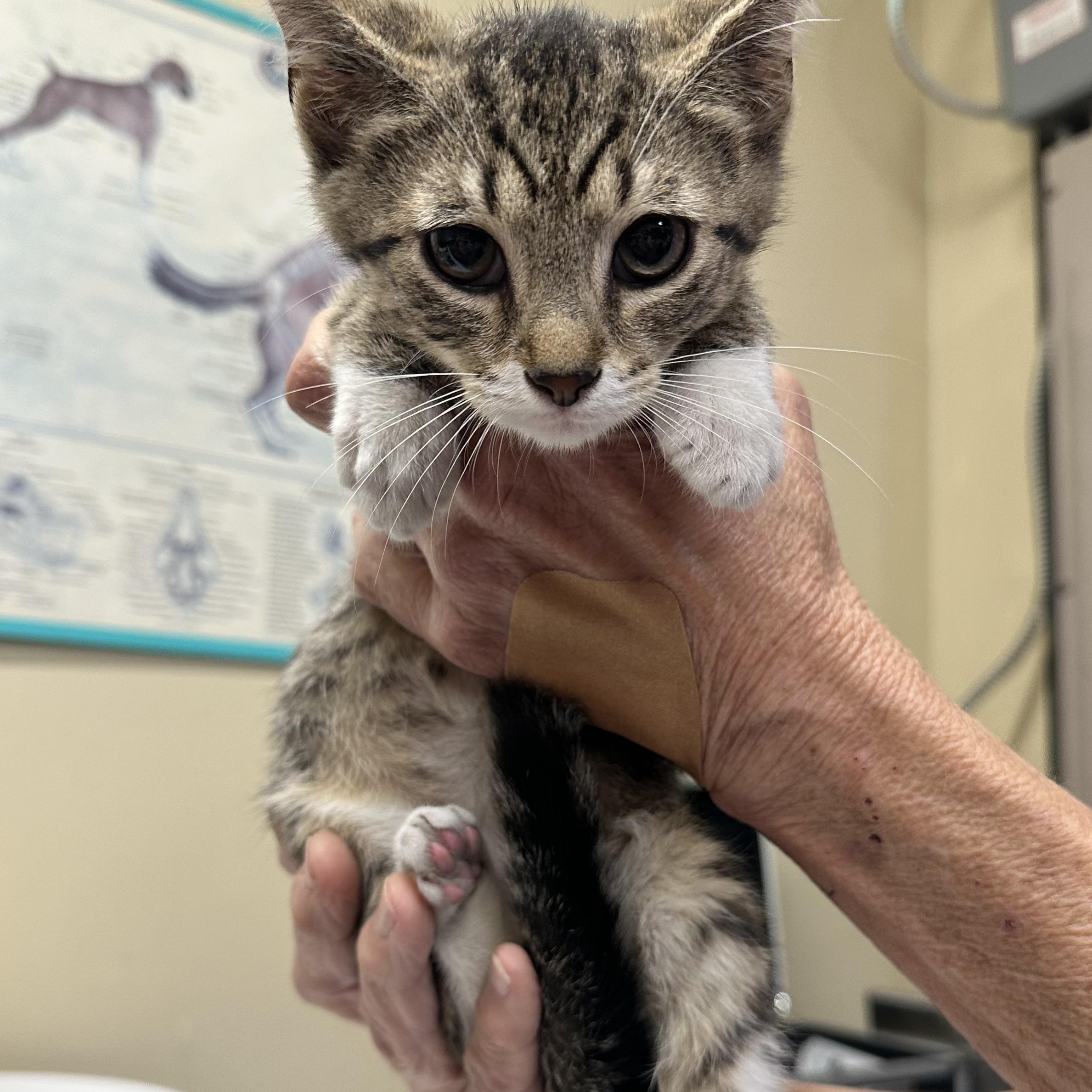 Octavia & Nero, a ADOPTABLE Domestic Short Hair in Clifton, NJ image 3/5
