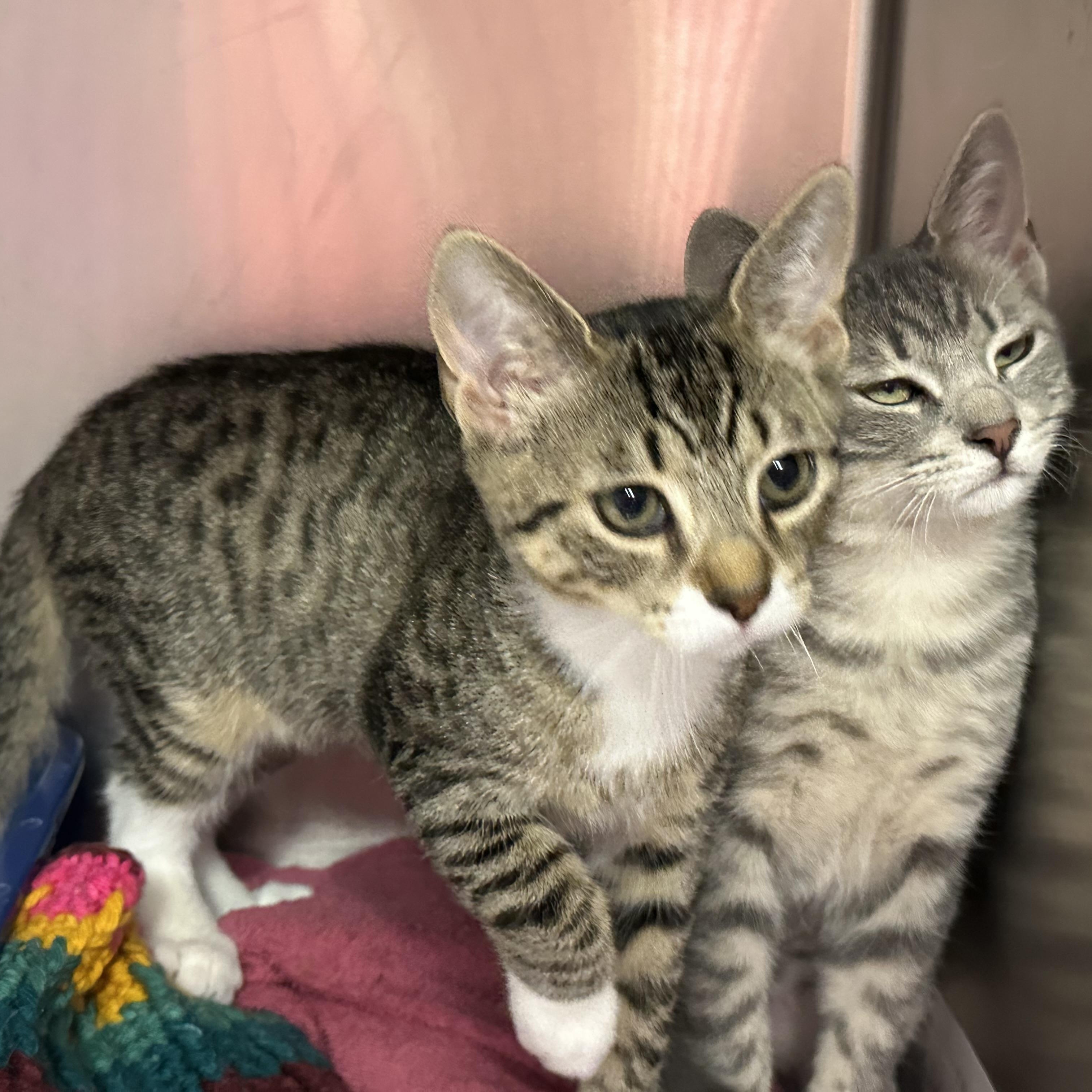 Octavia & Nero, a ADOPTABLE Domestic Short Hair in Clifton, NJ image 5/5