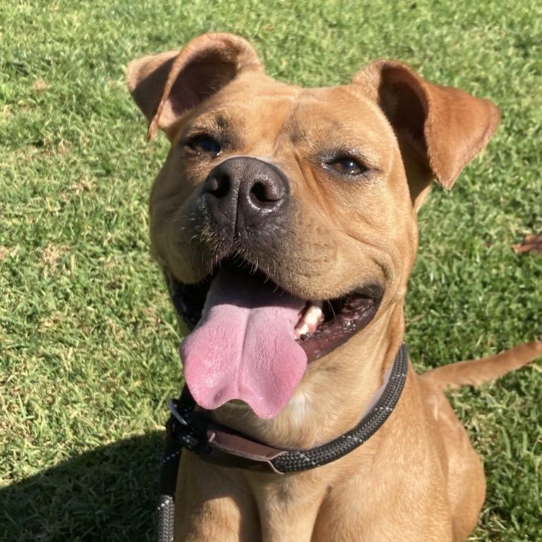 Tanzie, Adoptable, Young Female Boxer & Pointer.