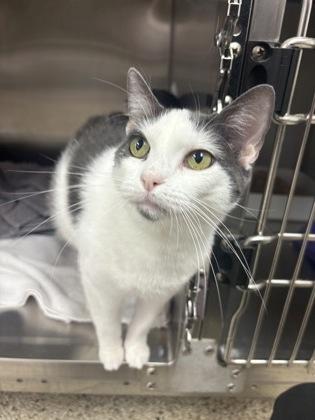 Rylee, an adoptable Domestic Short Hair in Blue Springs, MO image 1/2