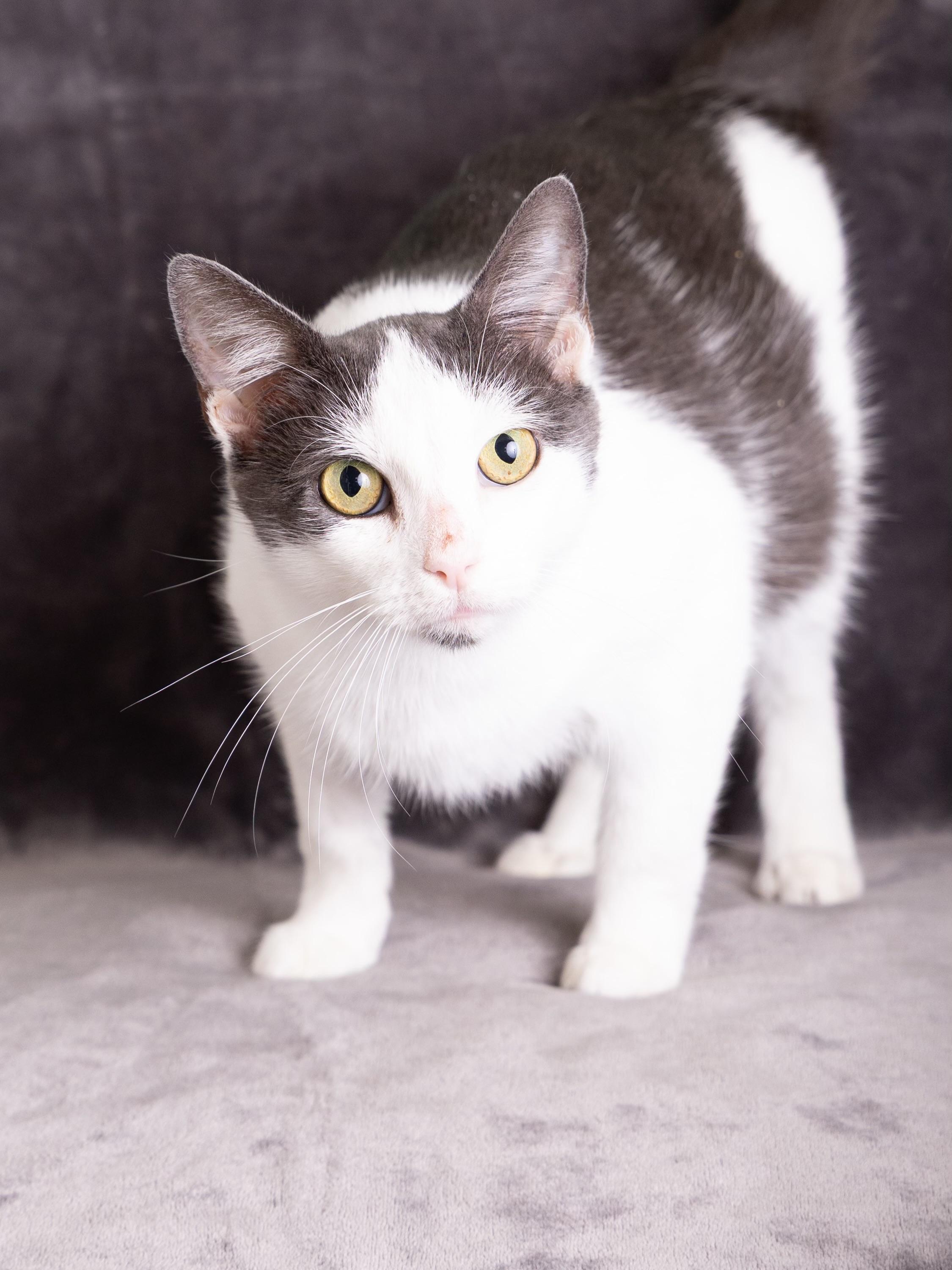 Enlarge Rylee, an adoptable Domestic Short Hair in Blue Springs, MO image 1/1