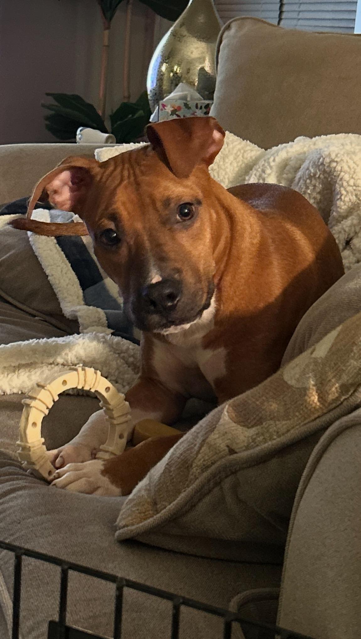 Enlarge Sammy , a ADOPTABLE American Staffordshire Terrier in West Chester, PA image 1/6