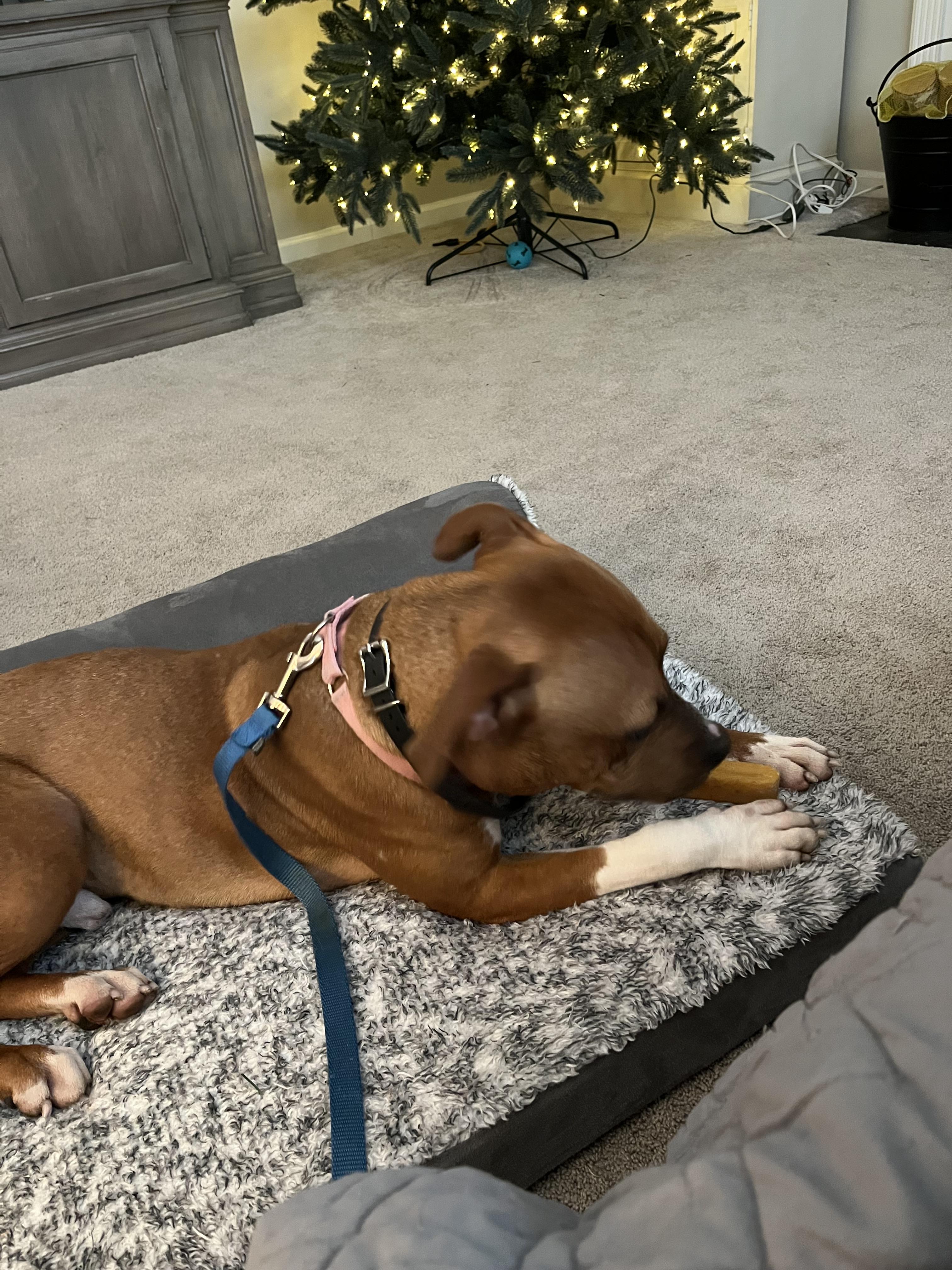 Enlarge Sammy , a ADOPTABLE American Staffordshire Terrier in West Chester, PA image 4/6