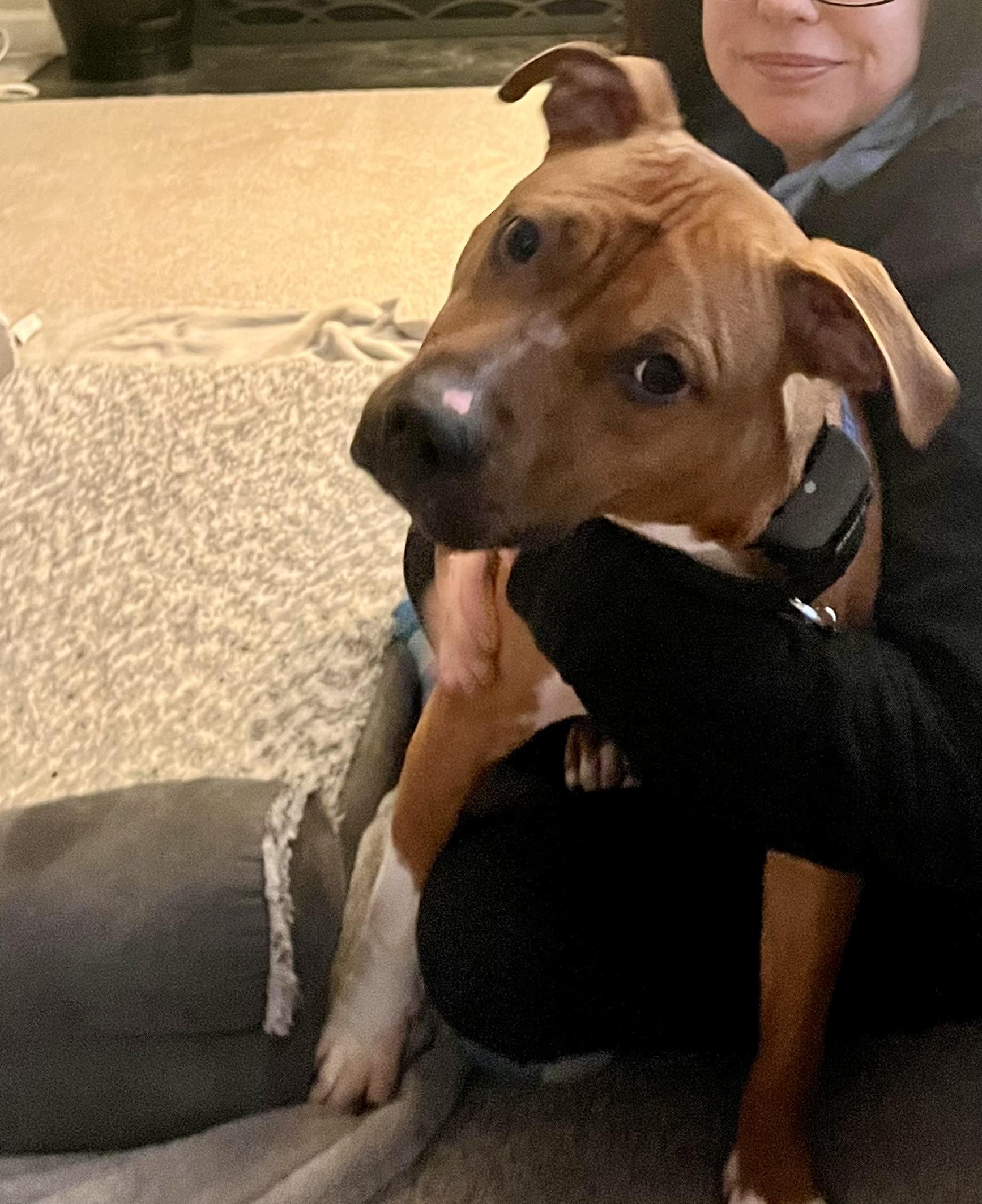 Enlarge Sammy , a ADOPTABLE American Staffordshire Terrier in West Chester, PA image 5/6