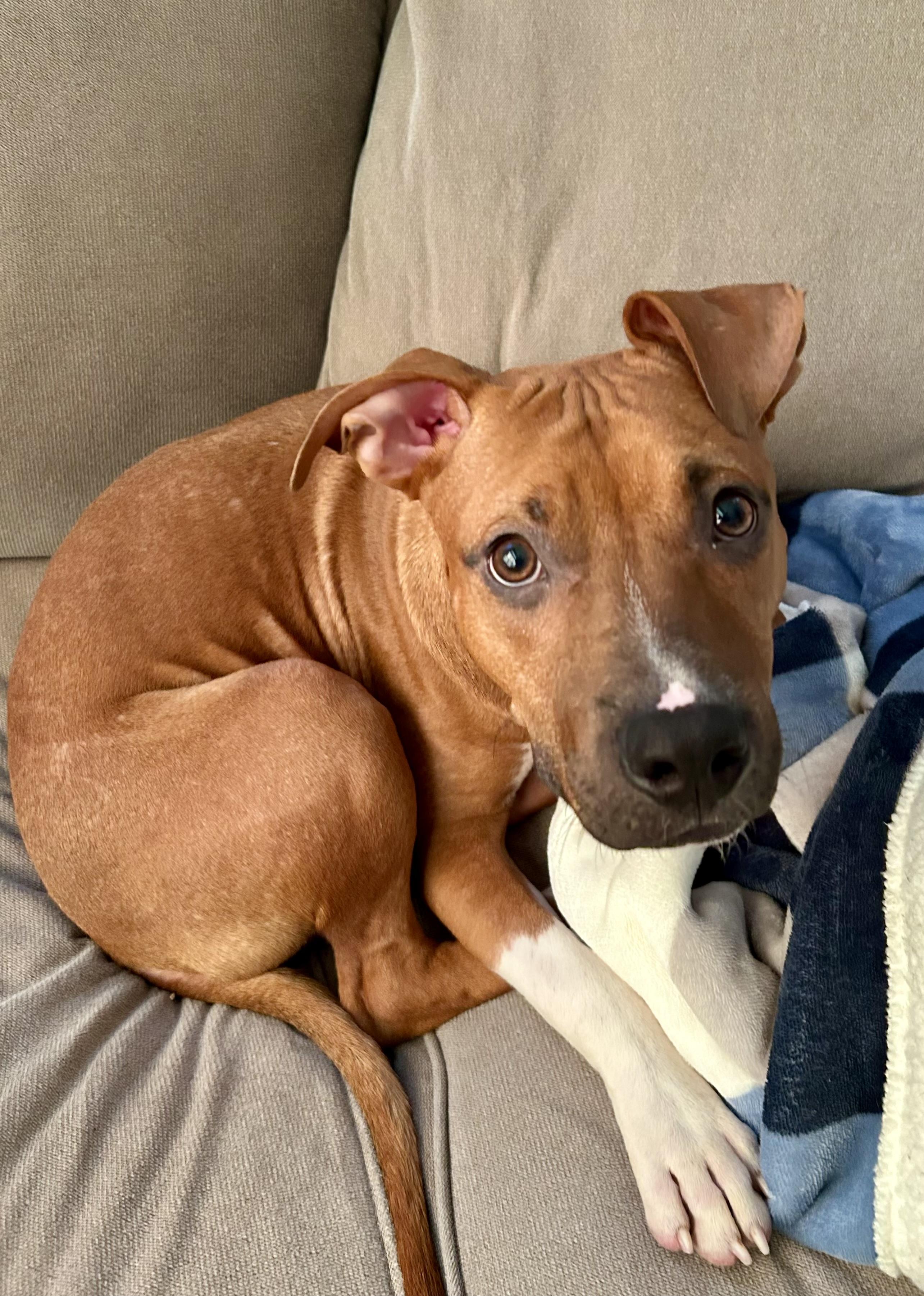 Enlarge Sammy , a ADOPTABLE American Staffordshire Terrier in West Chester, PA image 2/6