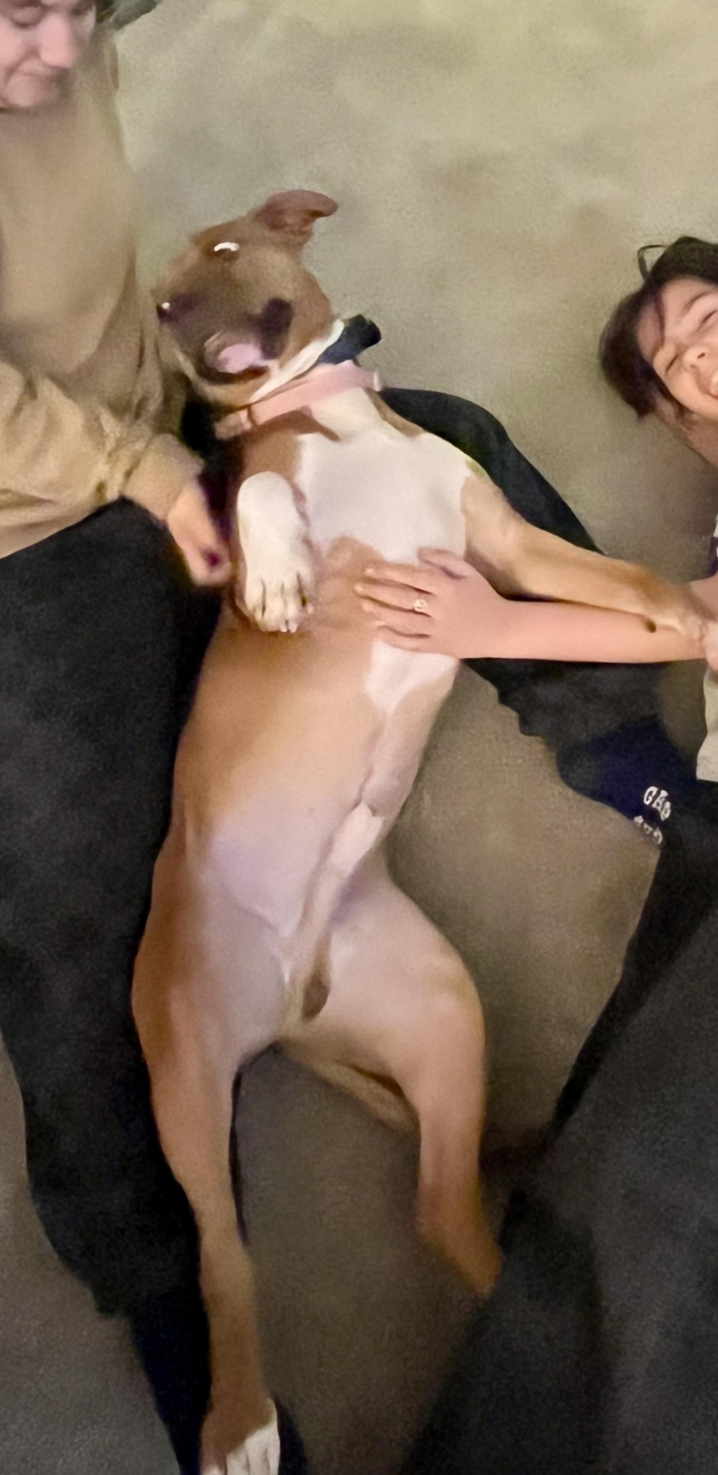 Enlarge Sammy , a ADOPTABLE American Staffordshire Terrier in West Chester, PA image 6/6