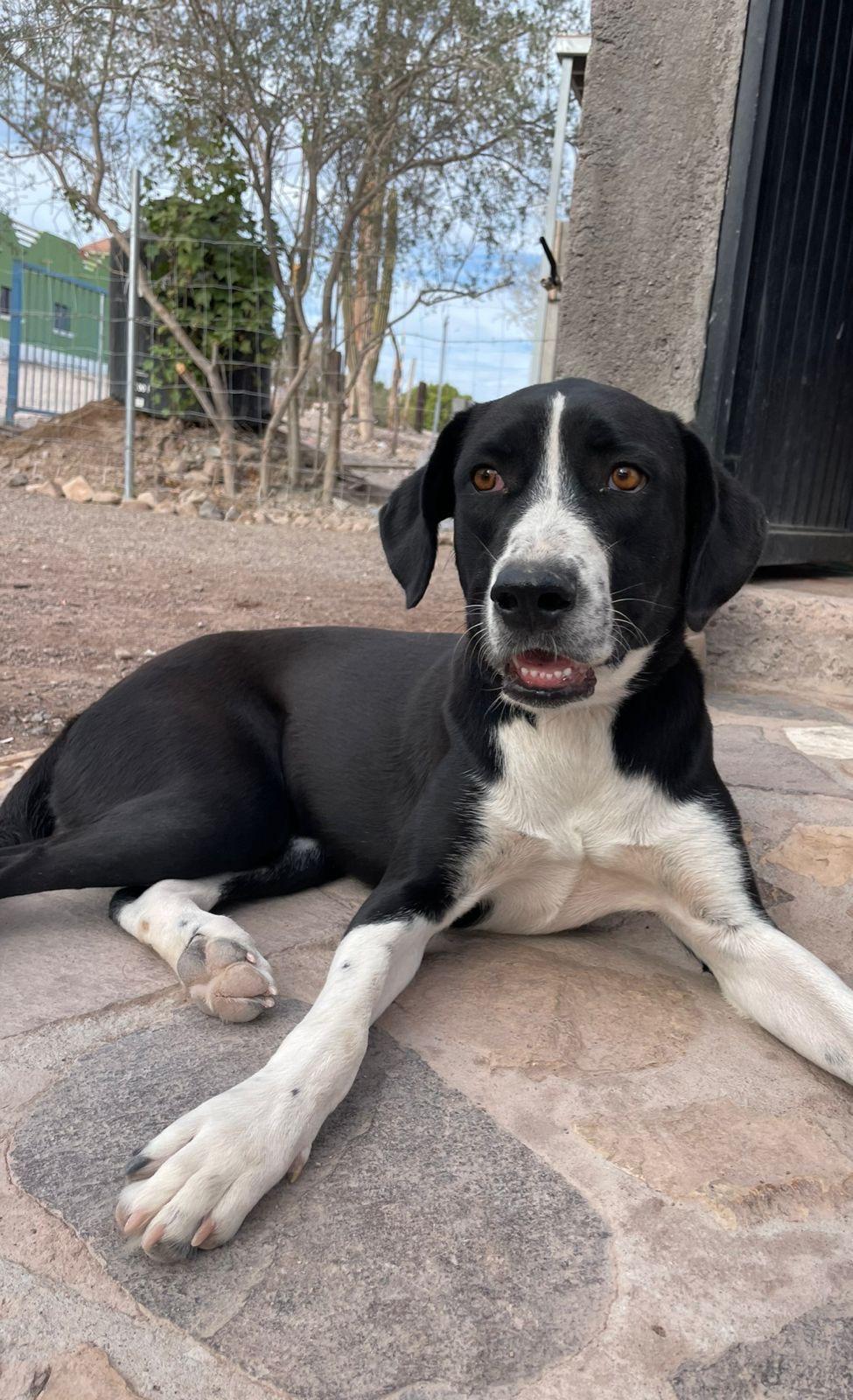 Estrella, an adoptable Mixed Breed in Nopolo, BCS, 23887 | Photo Image 1