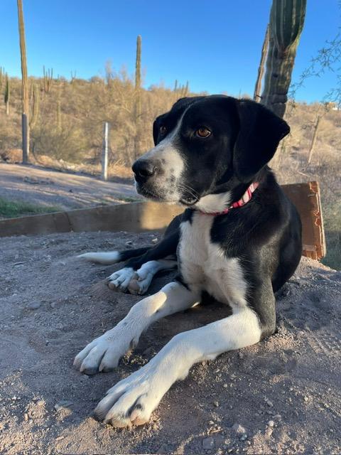 Estrella, an adoptable Mixed Breed in Nopolo, BCS, 23887 | Photo Image 2