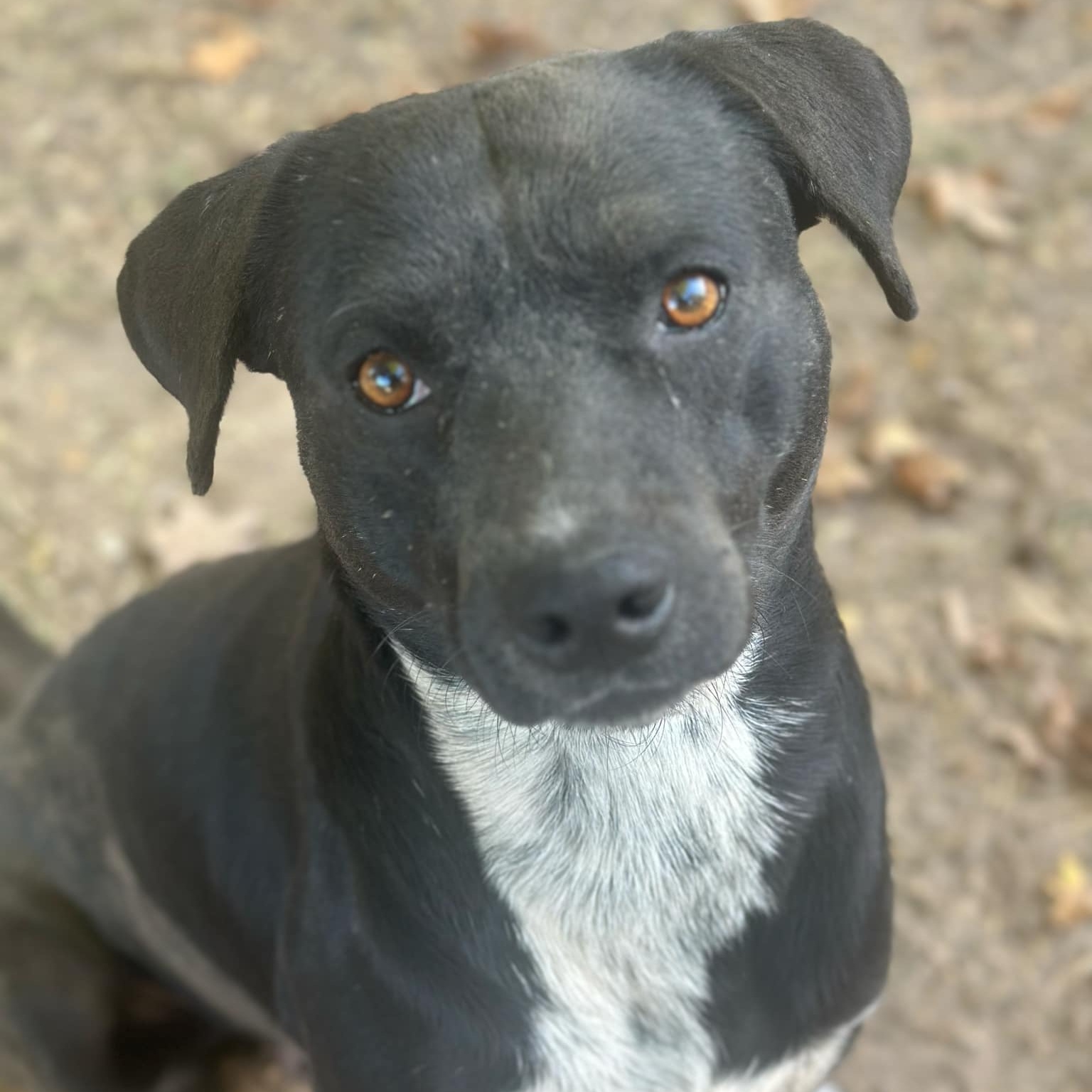 Gus