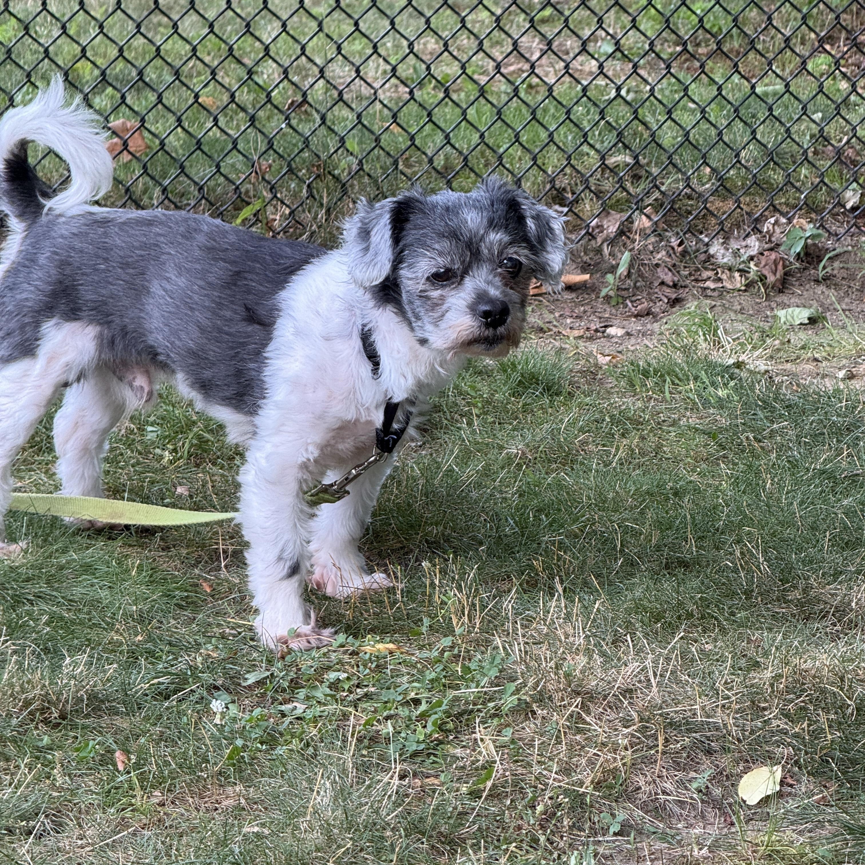 Puppy (bonded with Lana), Adoptable, Senior Male Shih Tzu.