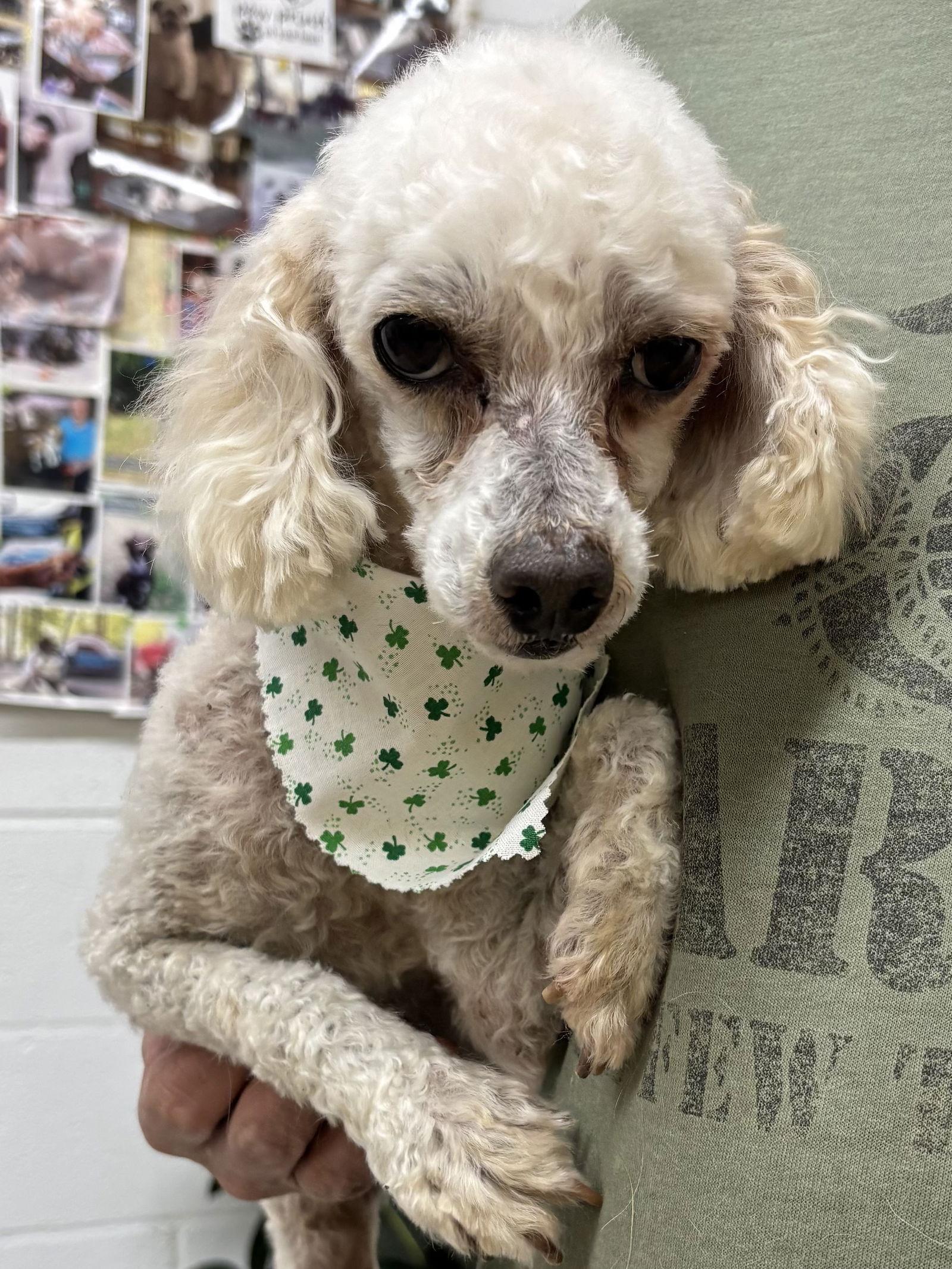 Enlarge Ross, a Adoptable Poodle in York, SC image 1/3
