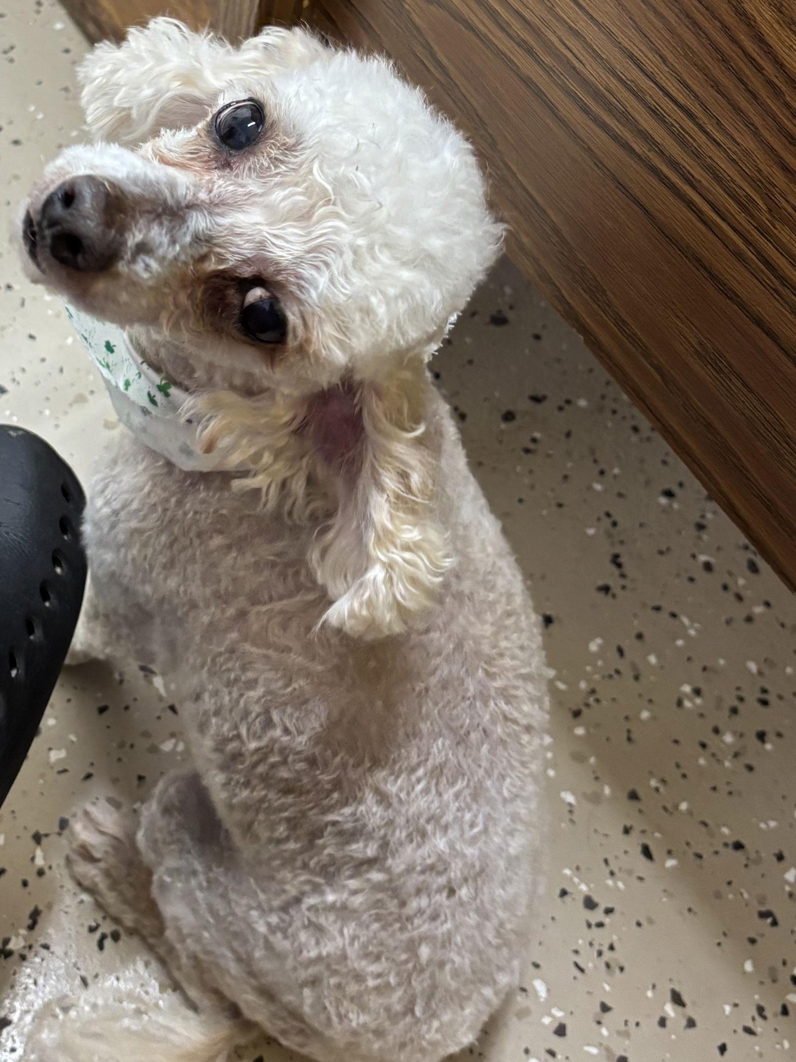 Enlarge Ross, a Adoptable Poodle in York, SC image 3/3