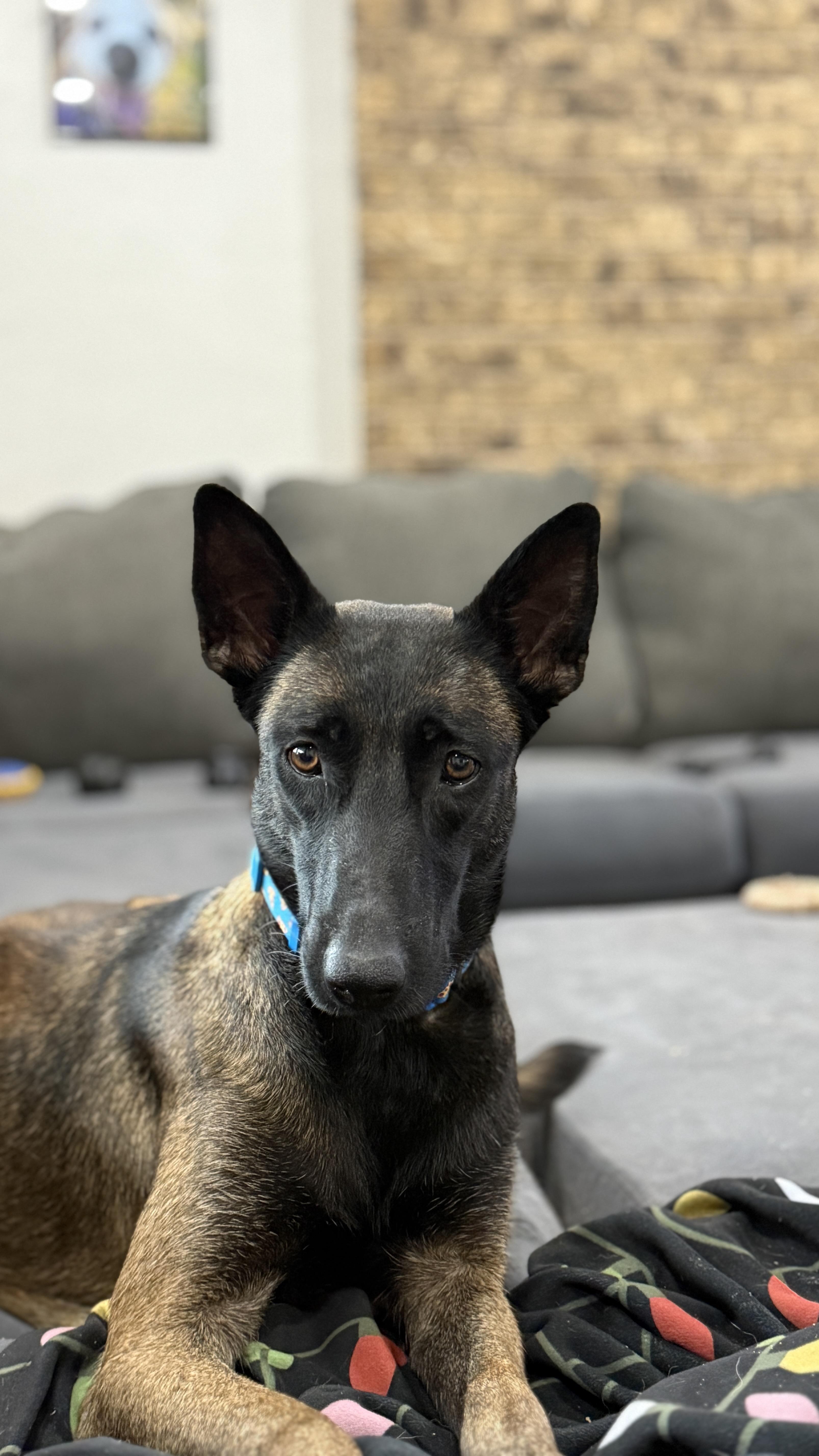 Baby Cakes, a Adoptable Belgian Shepherd / Malinois in Houston , TX image 2/6