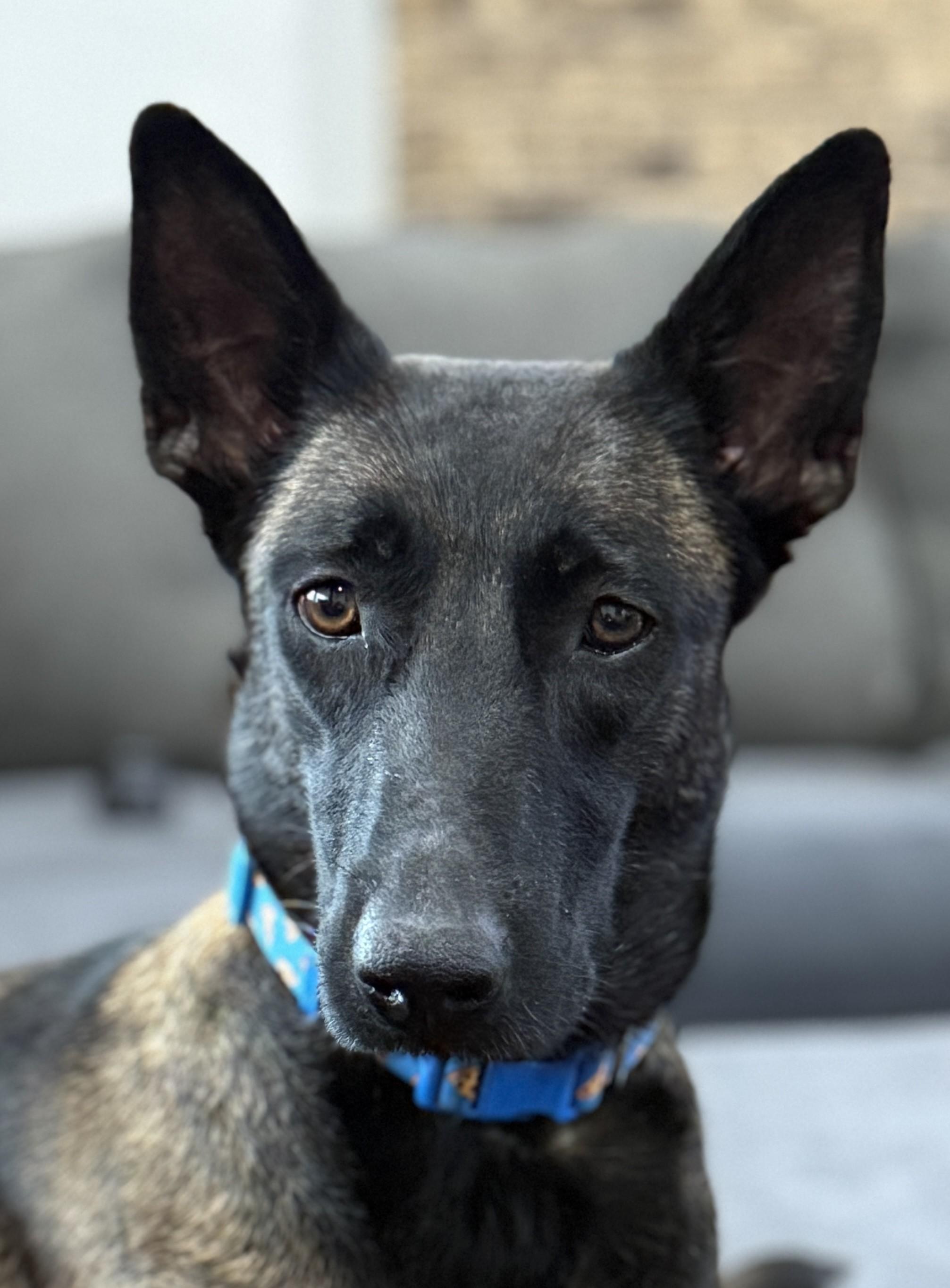 Baby Cakes, a Adoptable Belgian Shepherd / Malinois in Houston , TX image 3/6