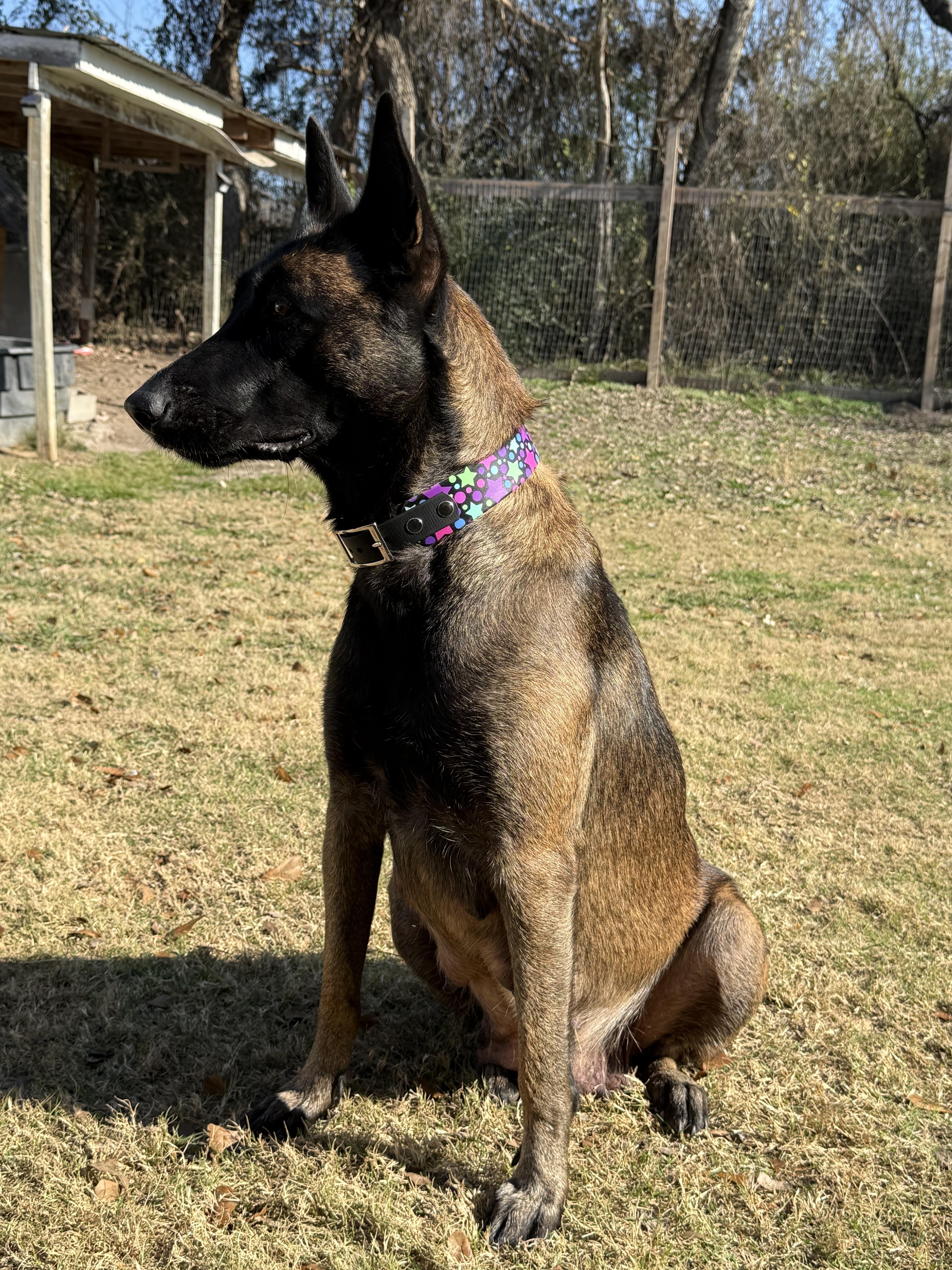 Baby Cakes, a Adoptable Belgian Shepherd / Malinois in Houston , TX image 4/6