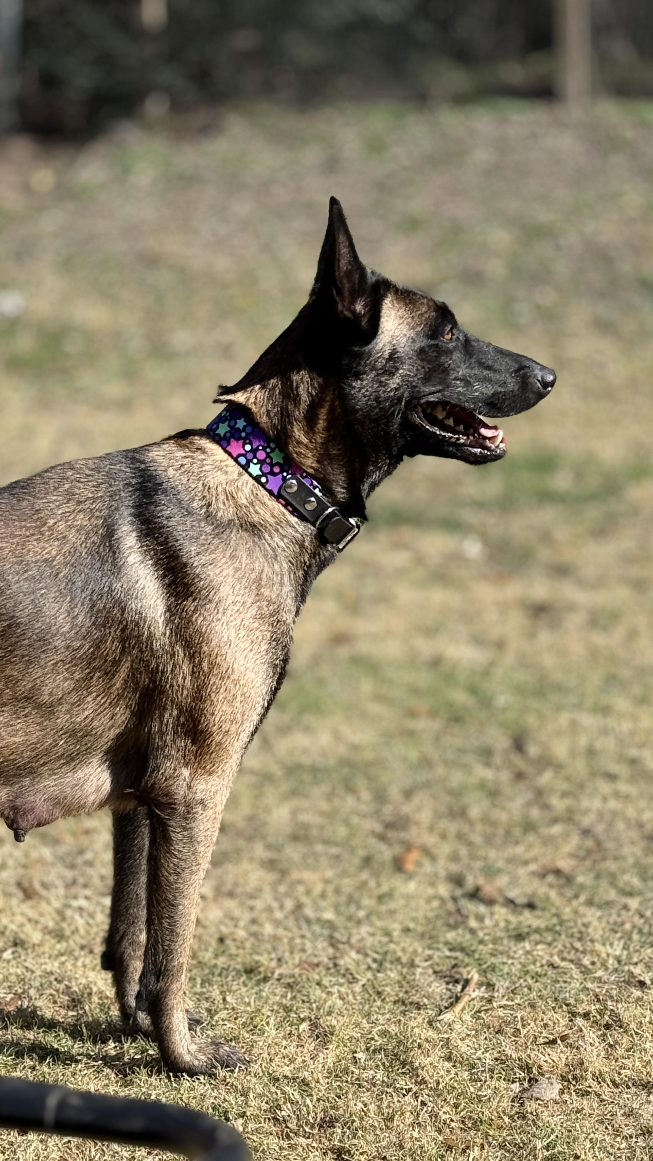 Baby Cakes, a Adoptable Belgian Shepherd / Malinois in Houston , TX image 5/6