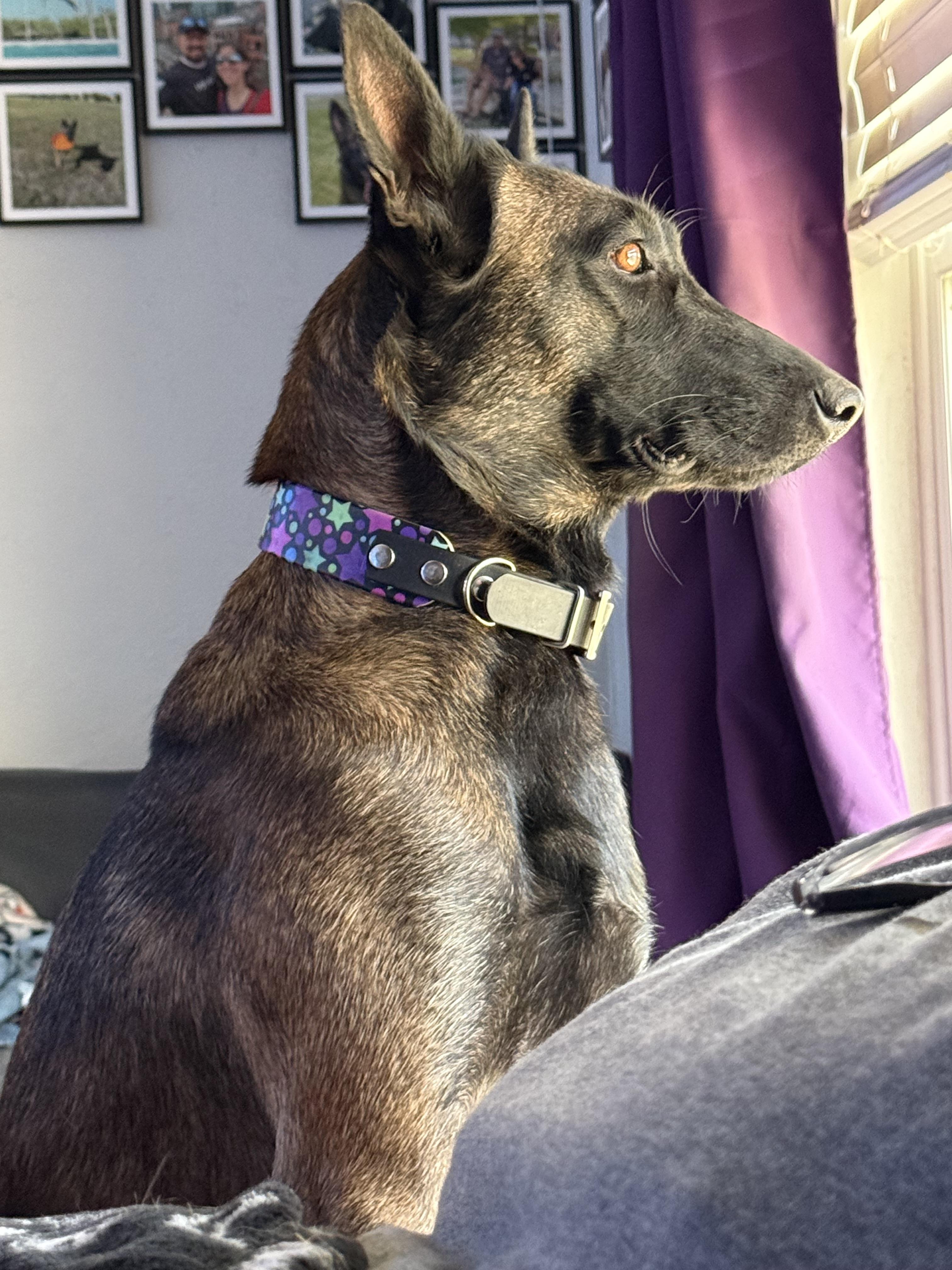 Baby Cakes, a Adoptable Belgian Shepherd / Malinois in Houston , TX image 6/6