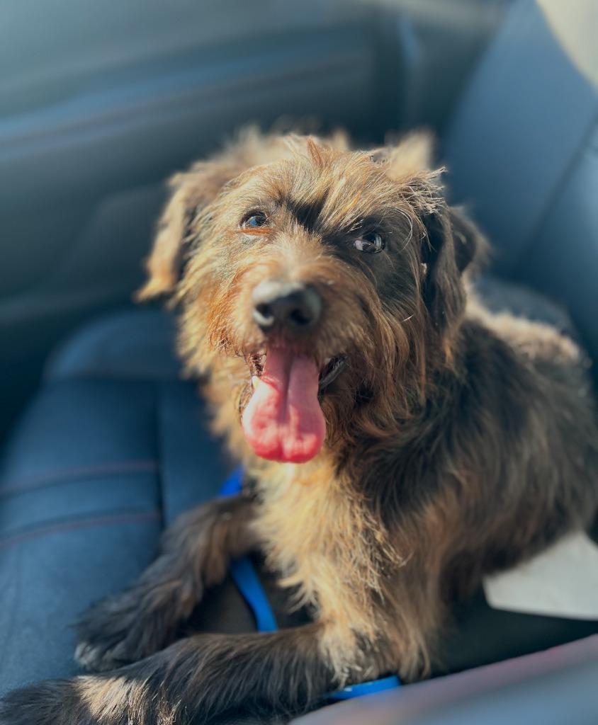 Enlarge Bruno, a Adoptable Terrier in El Cajon, CA image 1/1