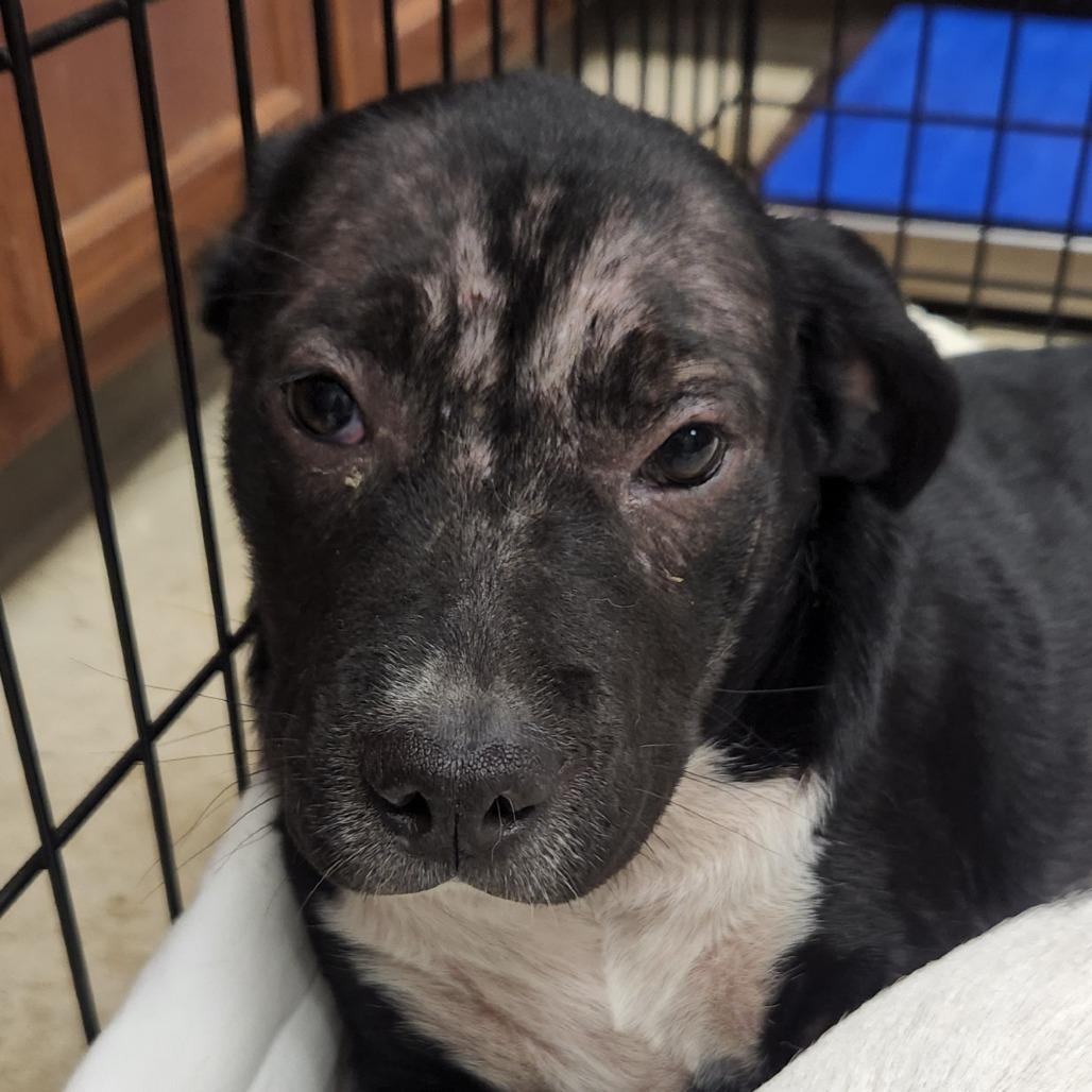Boots - 050507U, Adoptable, Young Female Terrier & Mixed Breed.