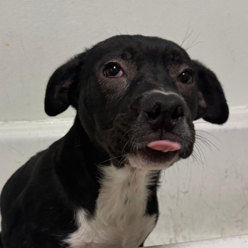 Boots - 050507U, a Adoptable mixed breed in Tupelo, MS image 2/3