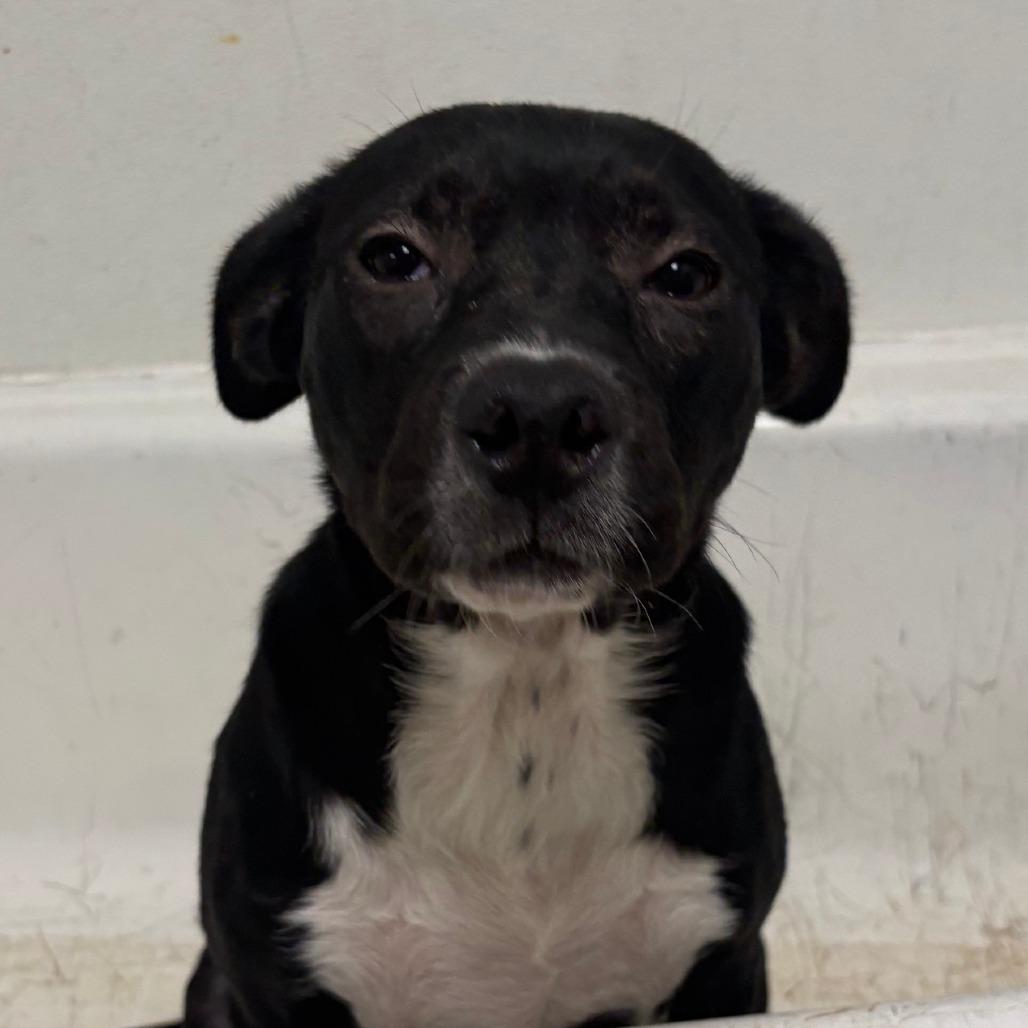 Boots - 050507U, a Adoptable mixed breed in Tupelo, MS image 3/3