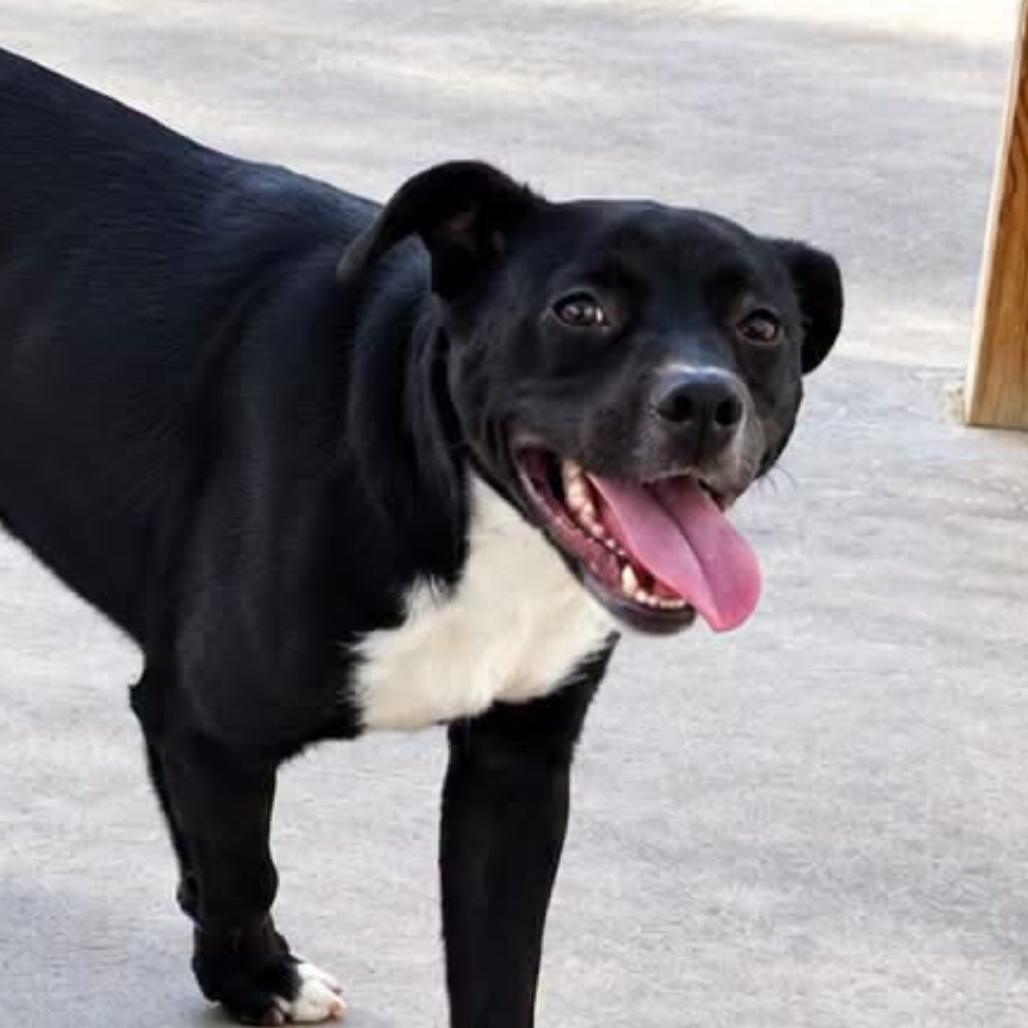 Enlarge Boots - 050507U, a Adoptable mixed breed in Tupelo, MS image 4/4