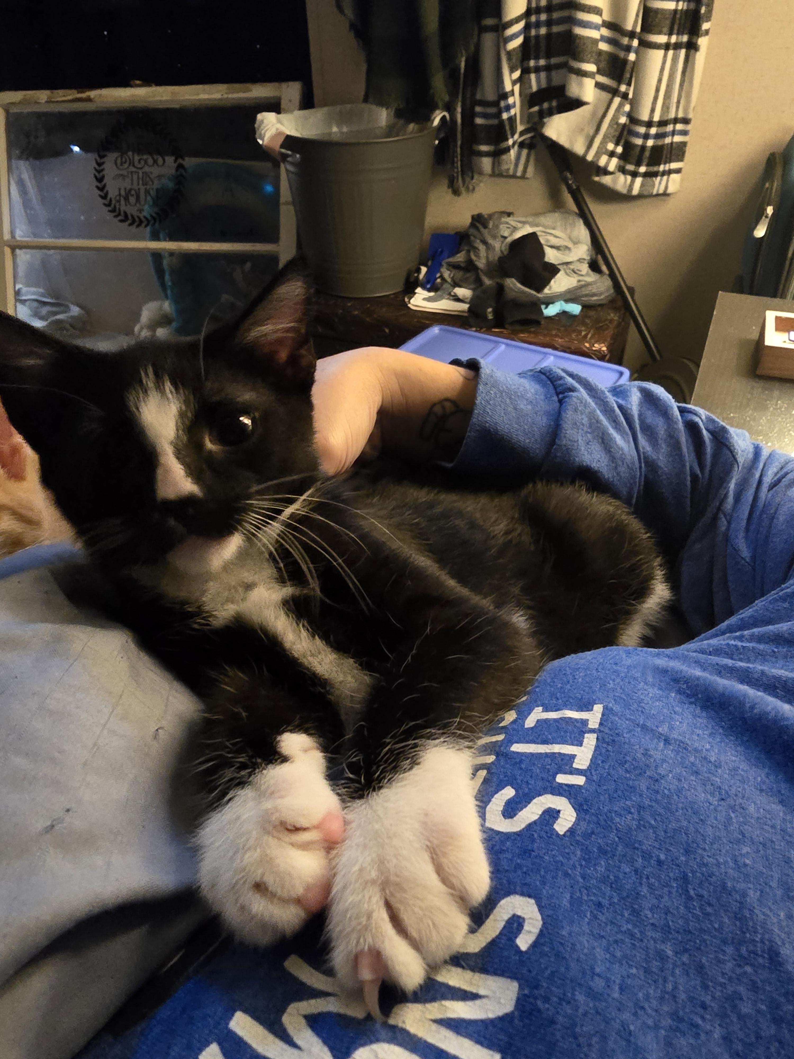 Bob, Adoptable, Kitten Male Domestic Short Hair.