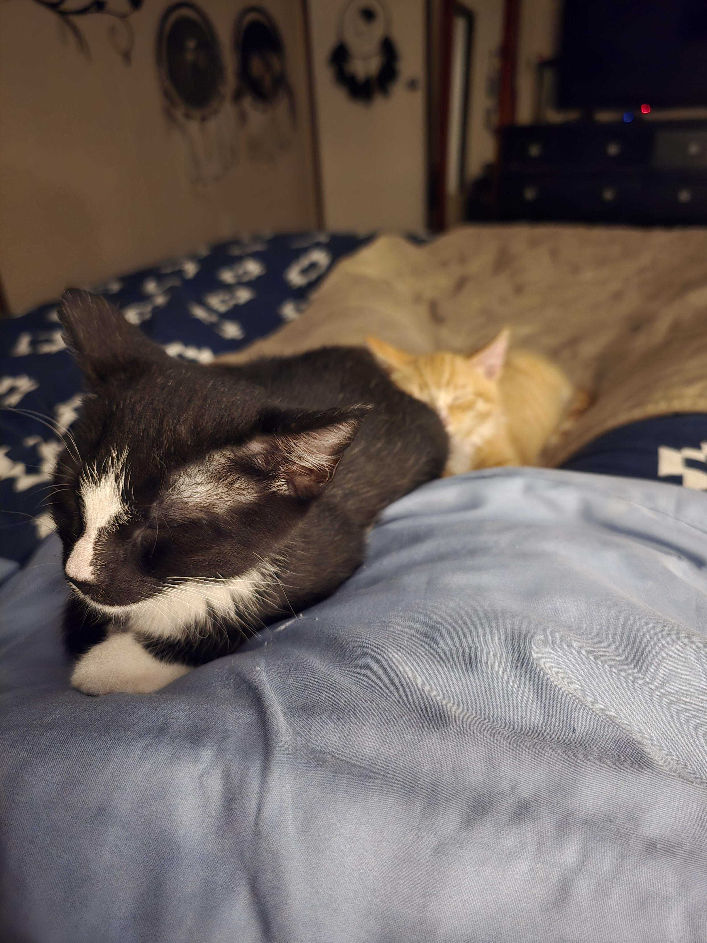 Enlarge Bob, a Adoptable mixed breed in Ripley, TN image 3/4