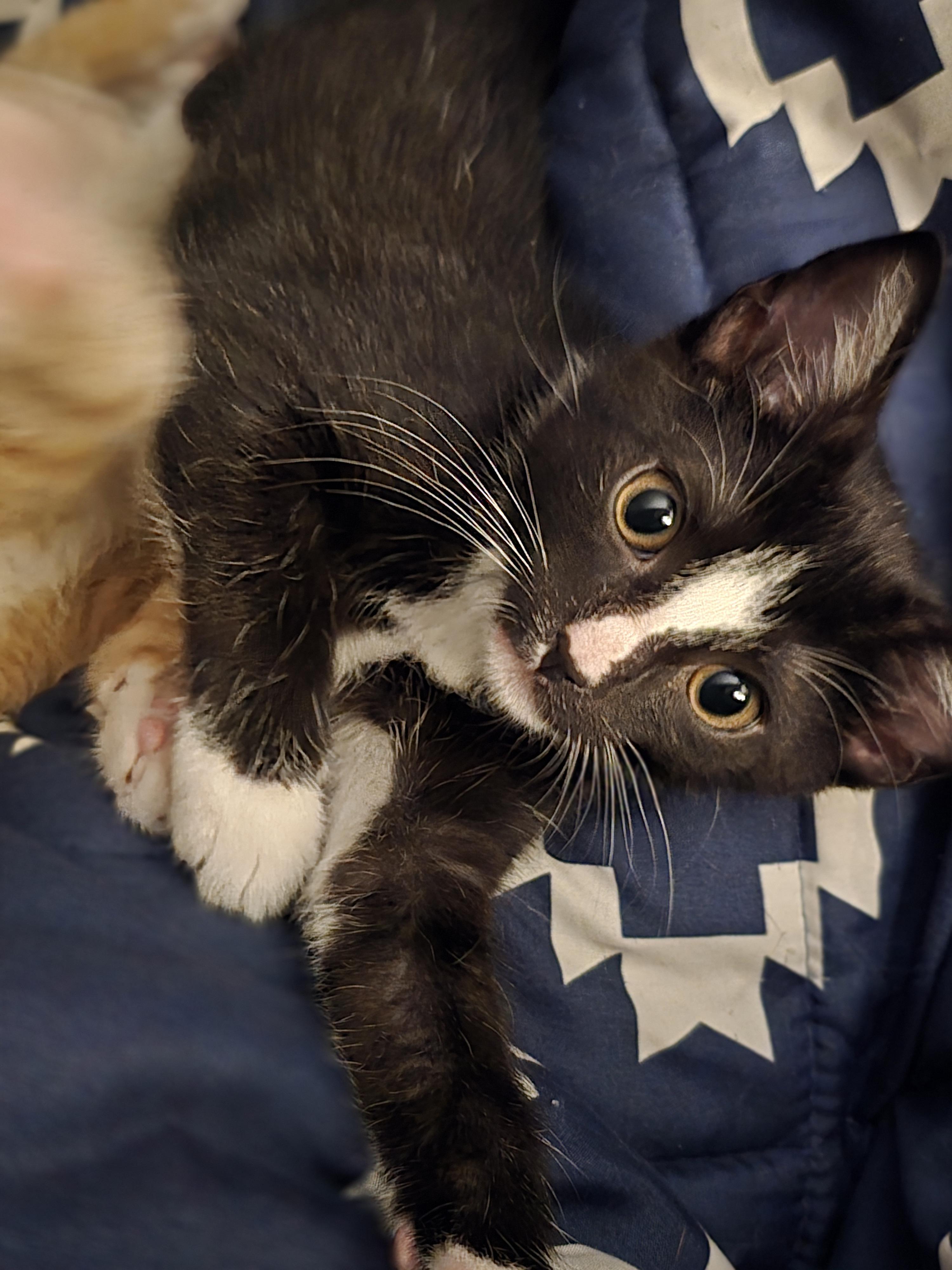 Bob, Adoptable, Kitten Male Domestic Short Hair.
