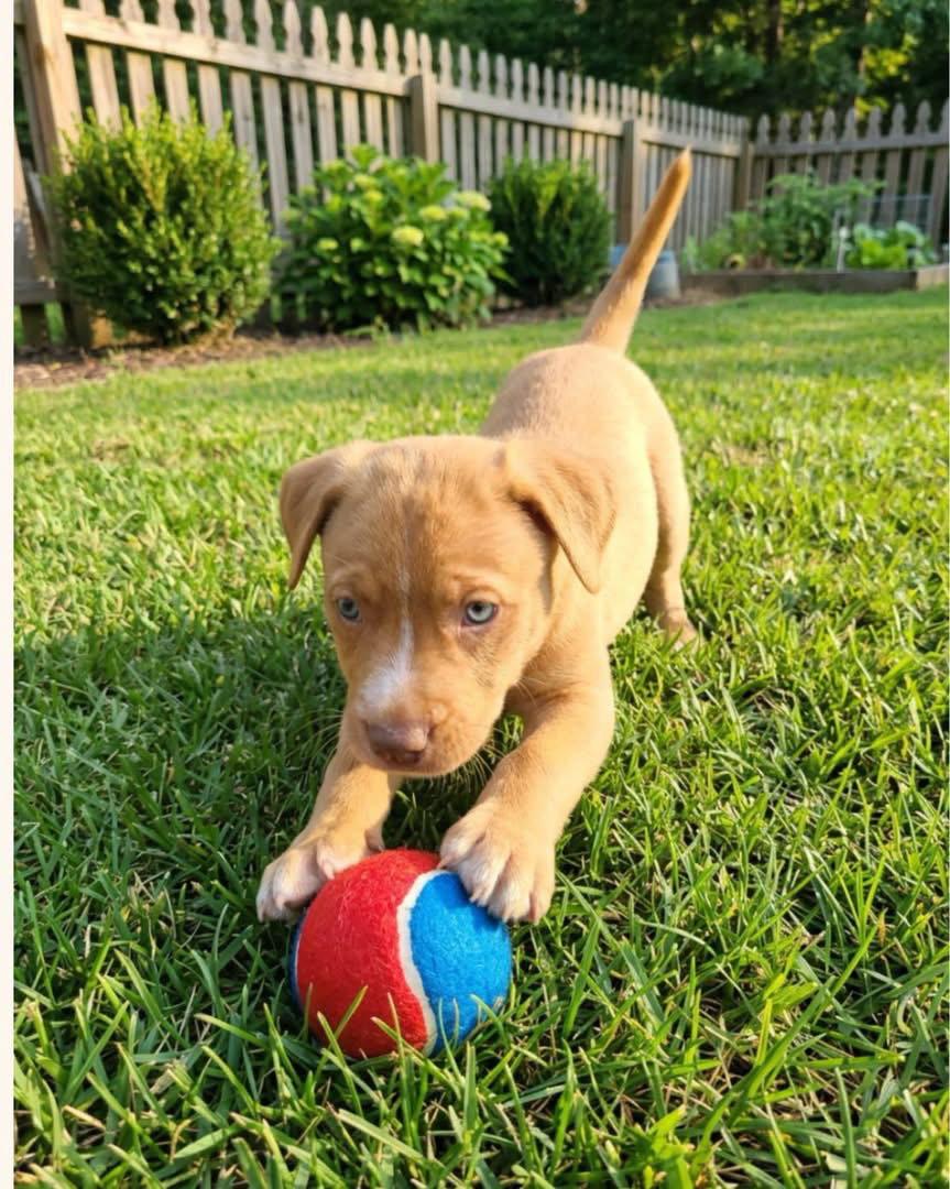 Harley, Adoptable, Puppy Male Australian Cattle Dog / Blue Heeler & Terrier.