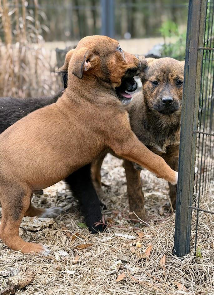 BANDIT — thumbnail 2