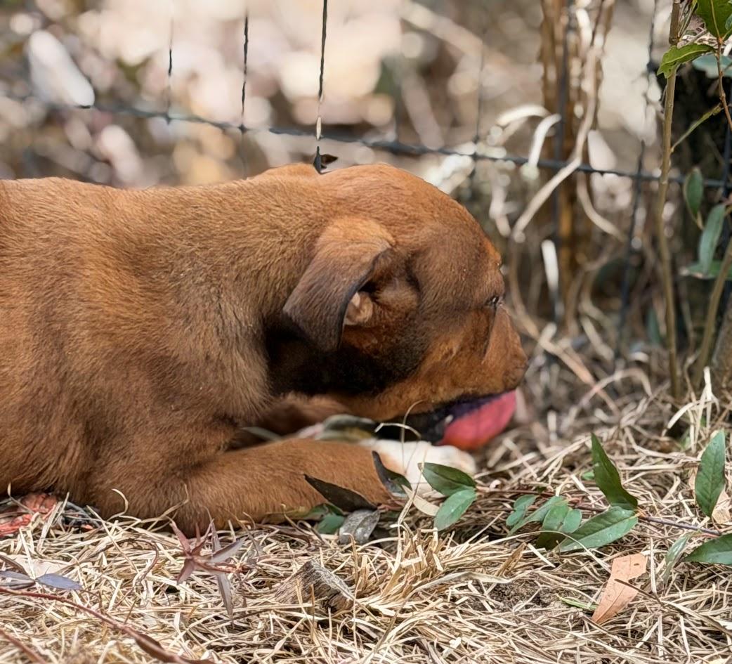 BANDIT — thumbnail 3