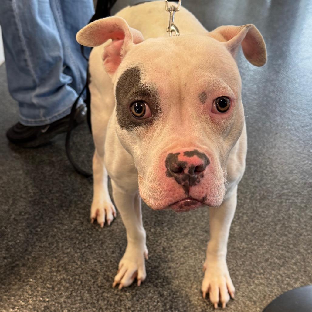 Ashley, Adoptable, Young Female Mixed Breed.