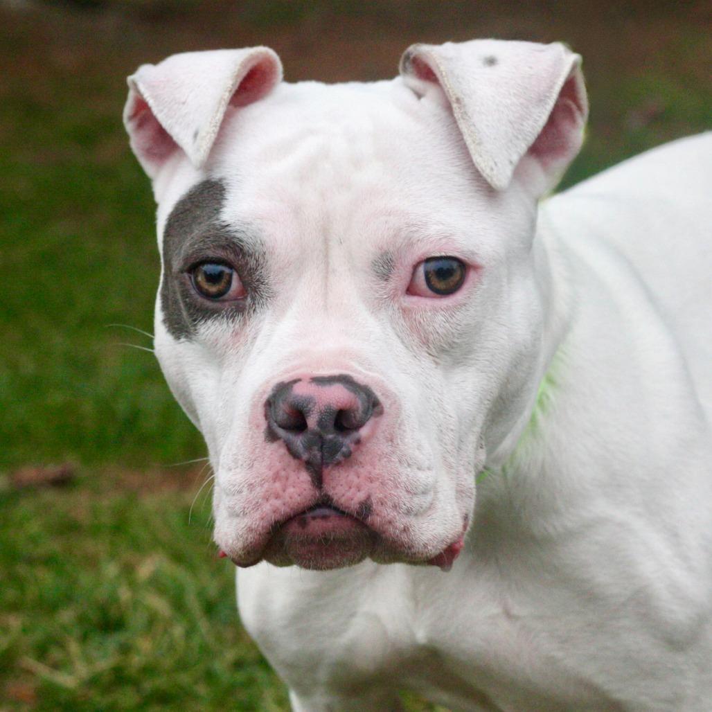 Enlarge Ashley, a Adoptable Mixed Breed in Allentown, PA image 2/3